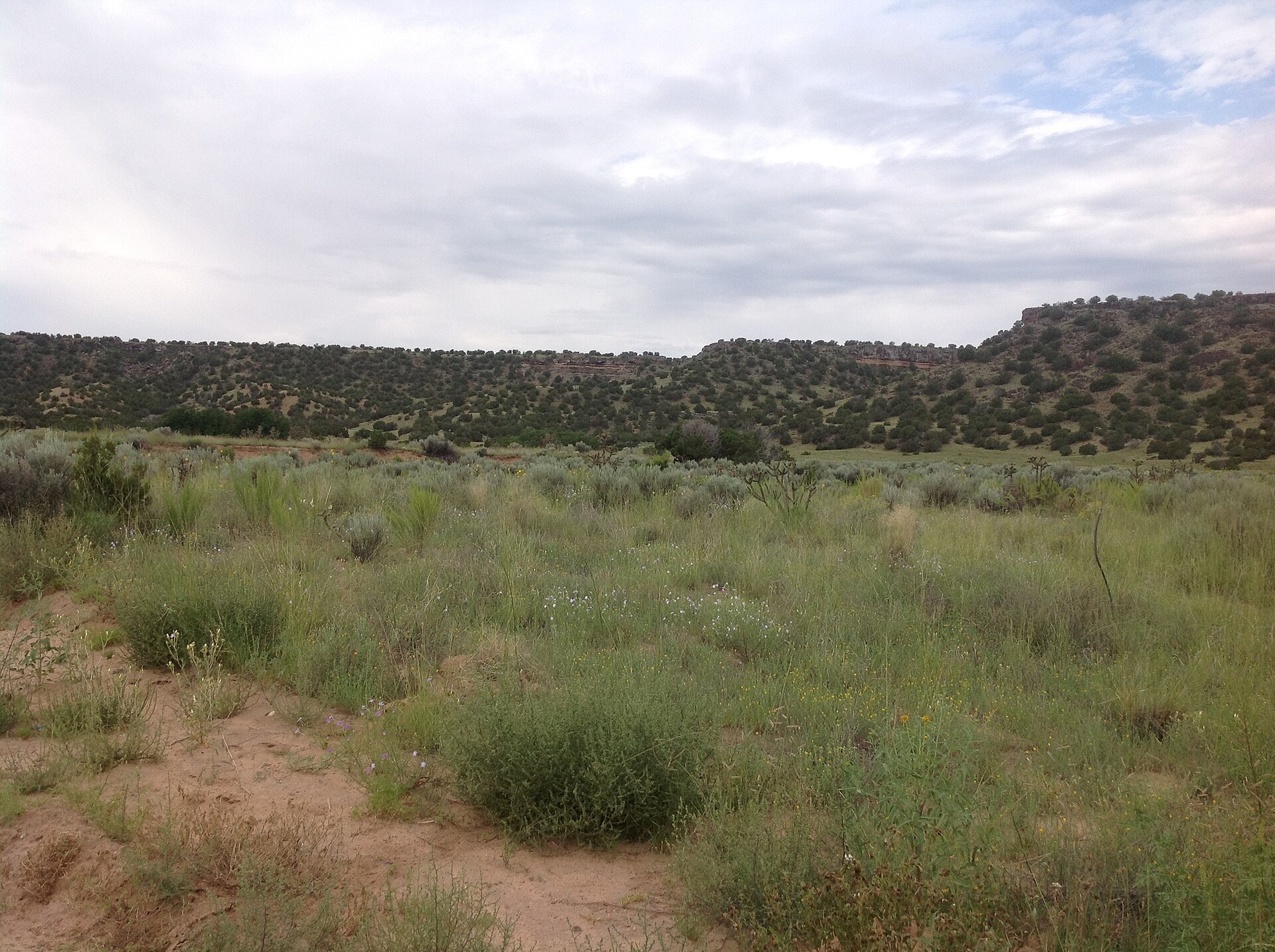 High-desert grassland with sagebrush stretching toward a distant mesa in La Tierra.