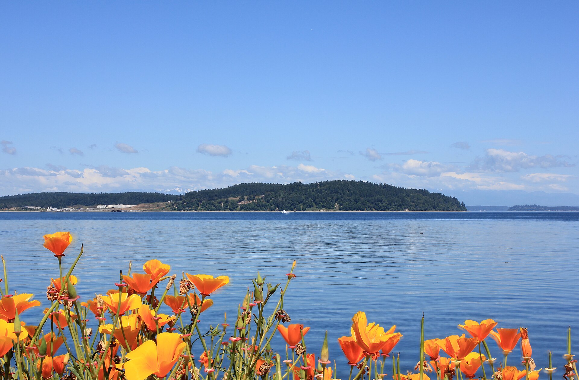 Anderson Island seen across Puget Sound from Steilacoom, Washington, with orange poppies in the foreground