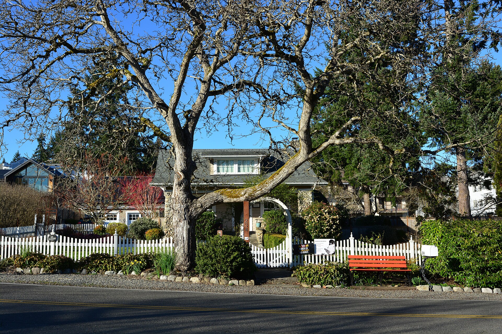 A large tree and white picket fence in front of homes on a Bainbridge Island street.