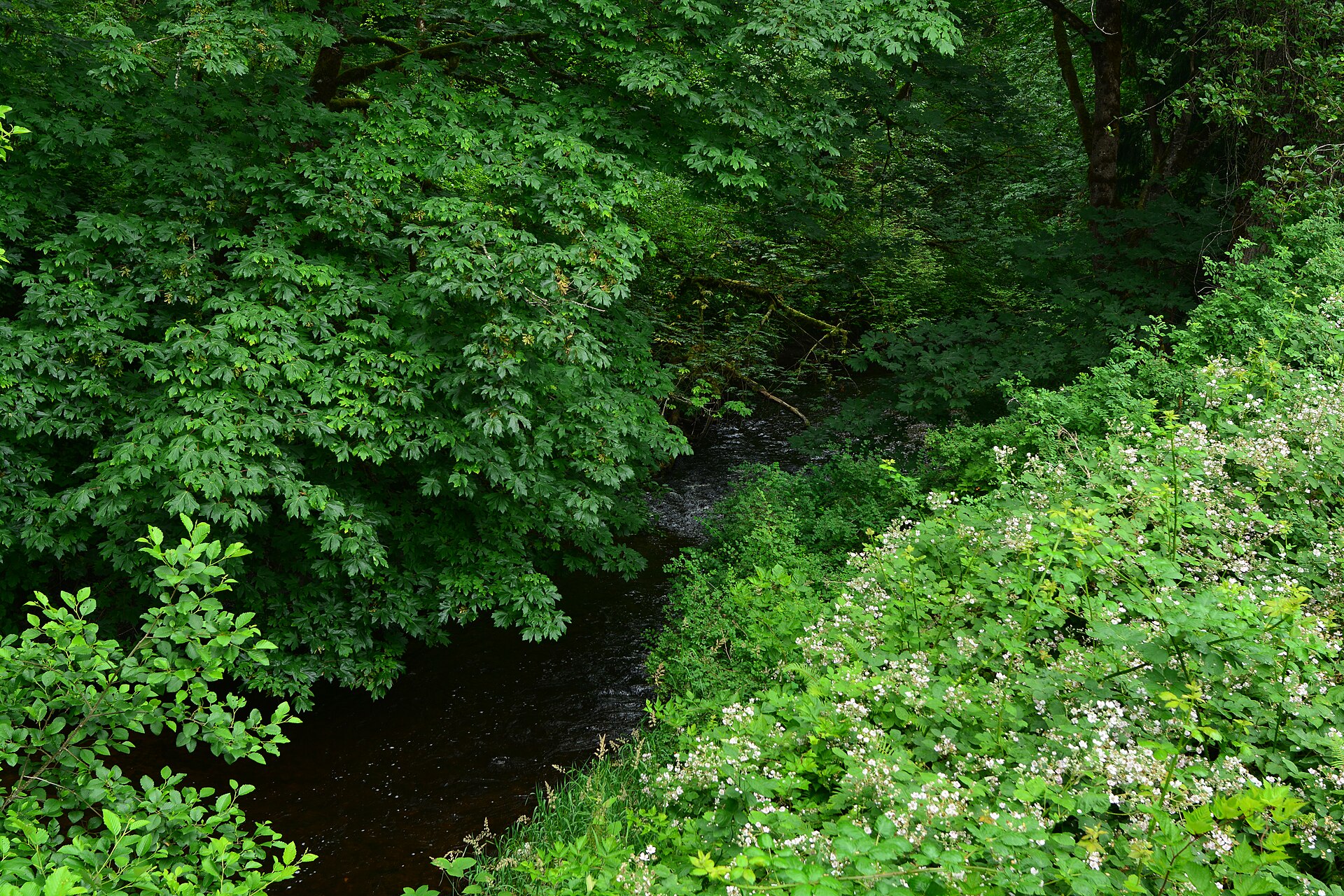 Little Pilchuck Creek flowing through forest near Machias