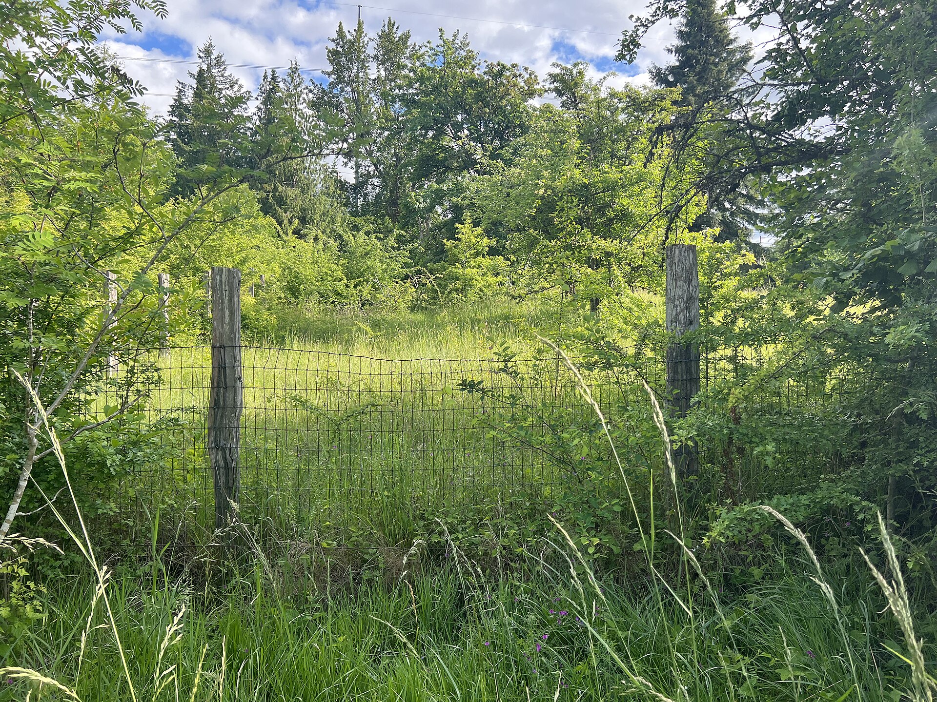 A wire fence crossing a green pasture in rural Waller
