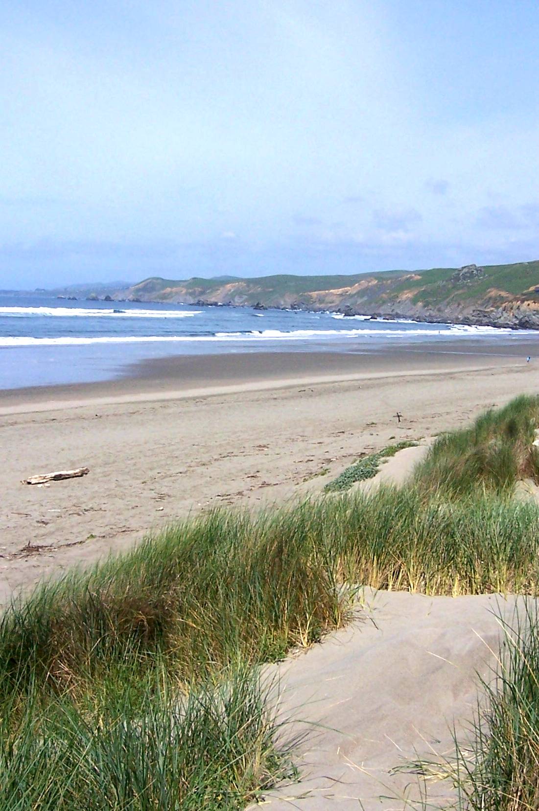 Beach grass on the dunes at Dillon Beach with surf breaking along the shore.