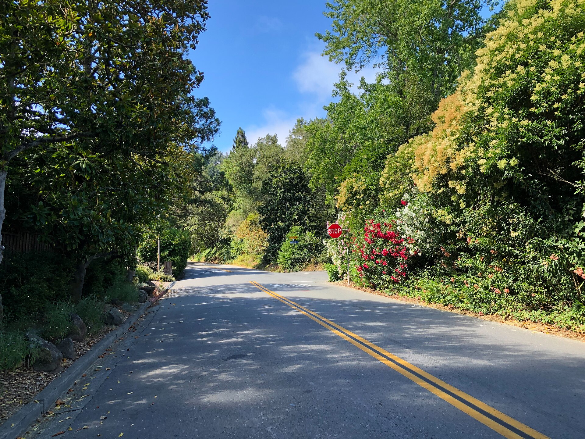 A tree-lined residential street in the Kentfield/Greenbrae area with lush foliage arching over the road.