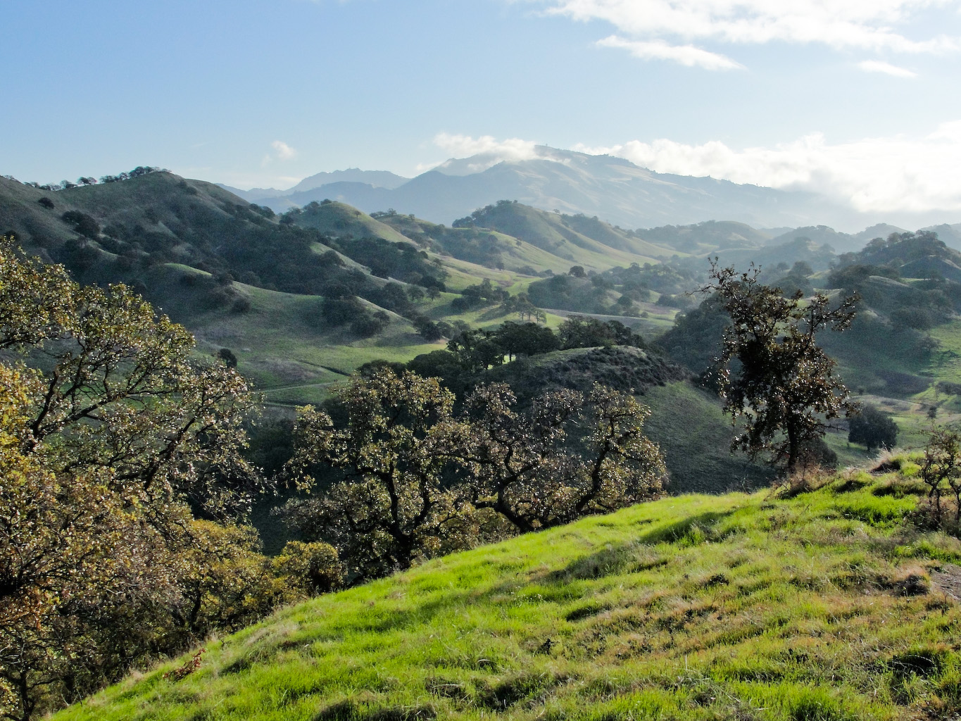 Mount Diablo rising beyond the oak-studded green hills of Shell Ridge Open Space.