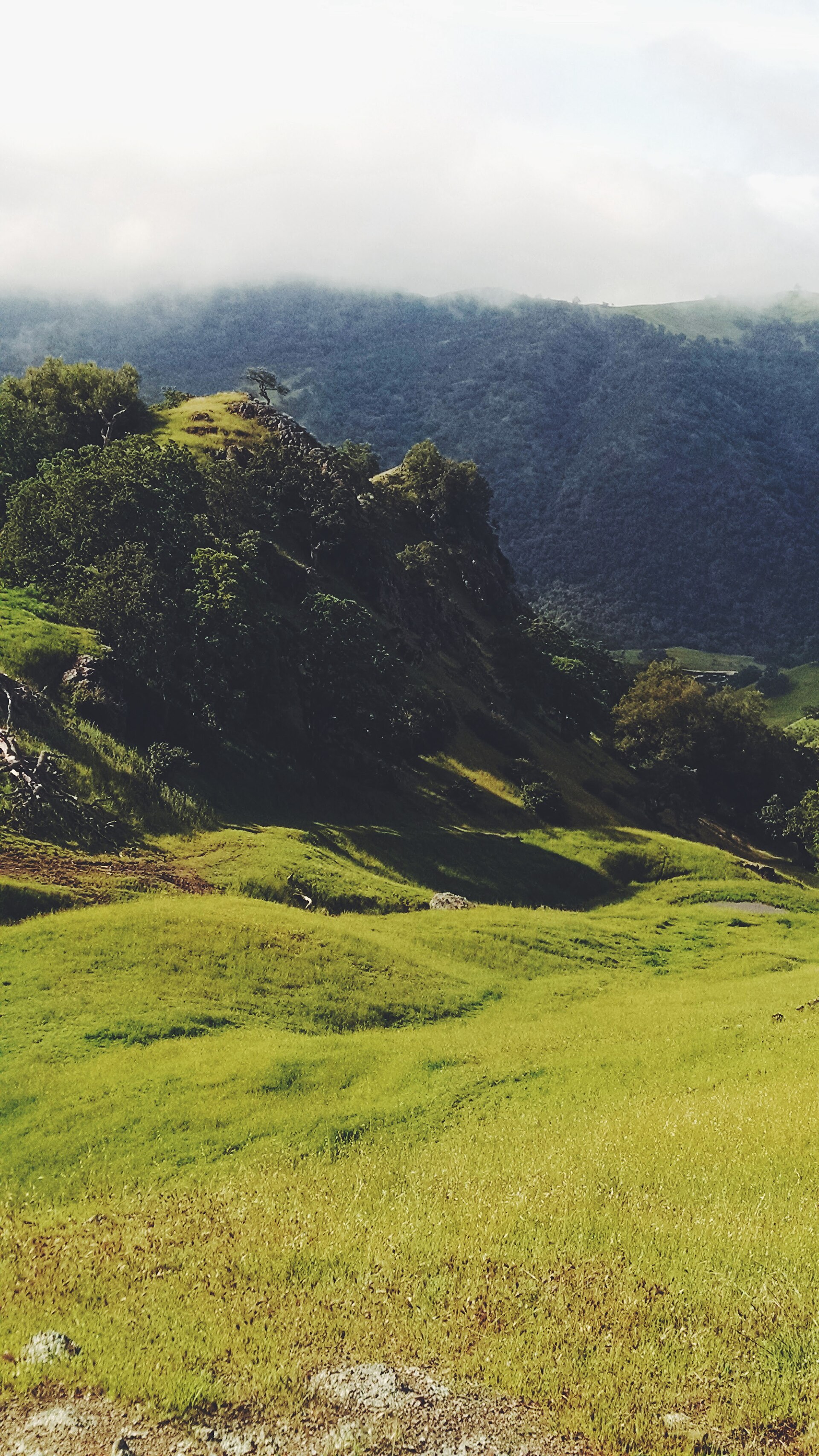 Sunlit grassy hills and oak trees in the Ohlone Wilderness near Sunol.