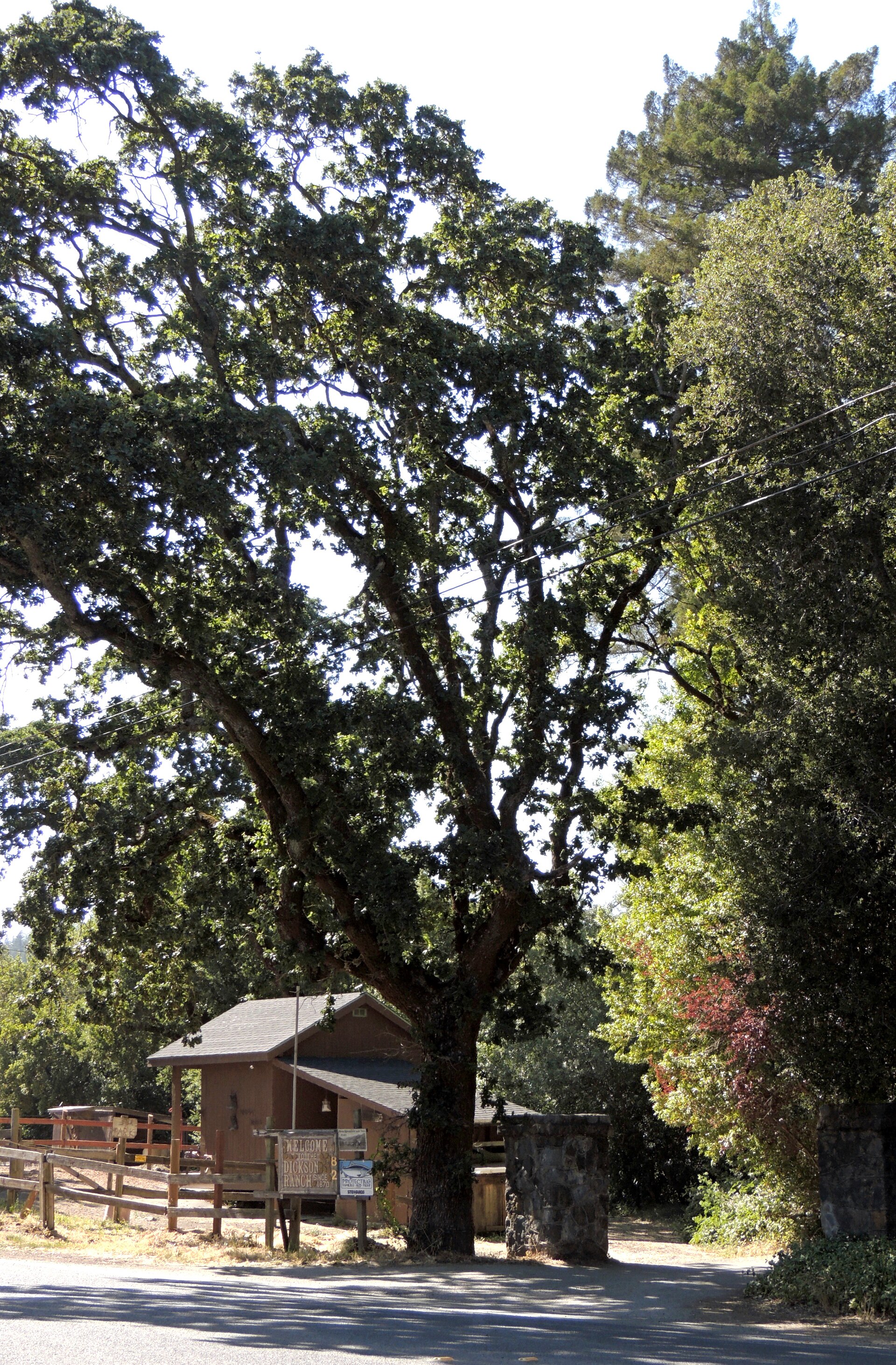The entrance gate to Dickson Ranch in Woodacre with a large oak tree beside it.