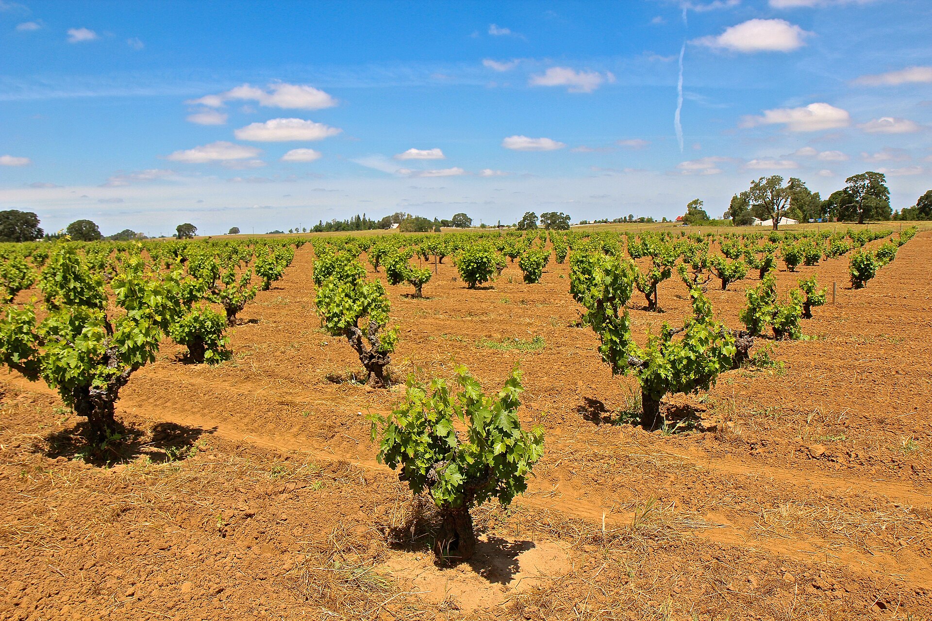 Old zinfandel vines at Dogtown Vineyard