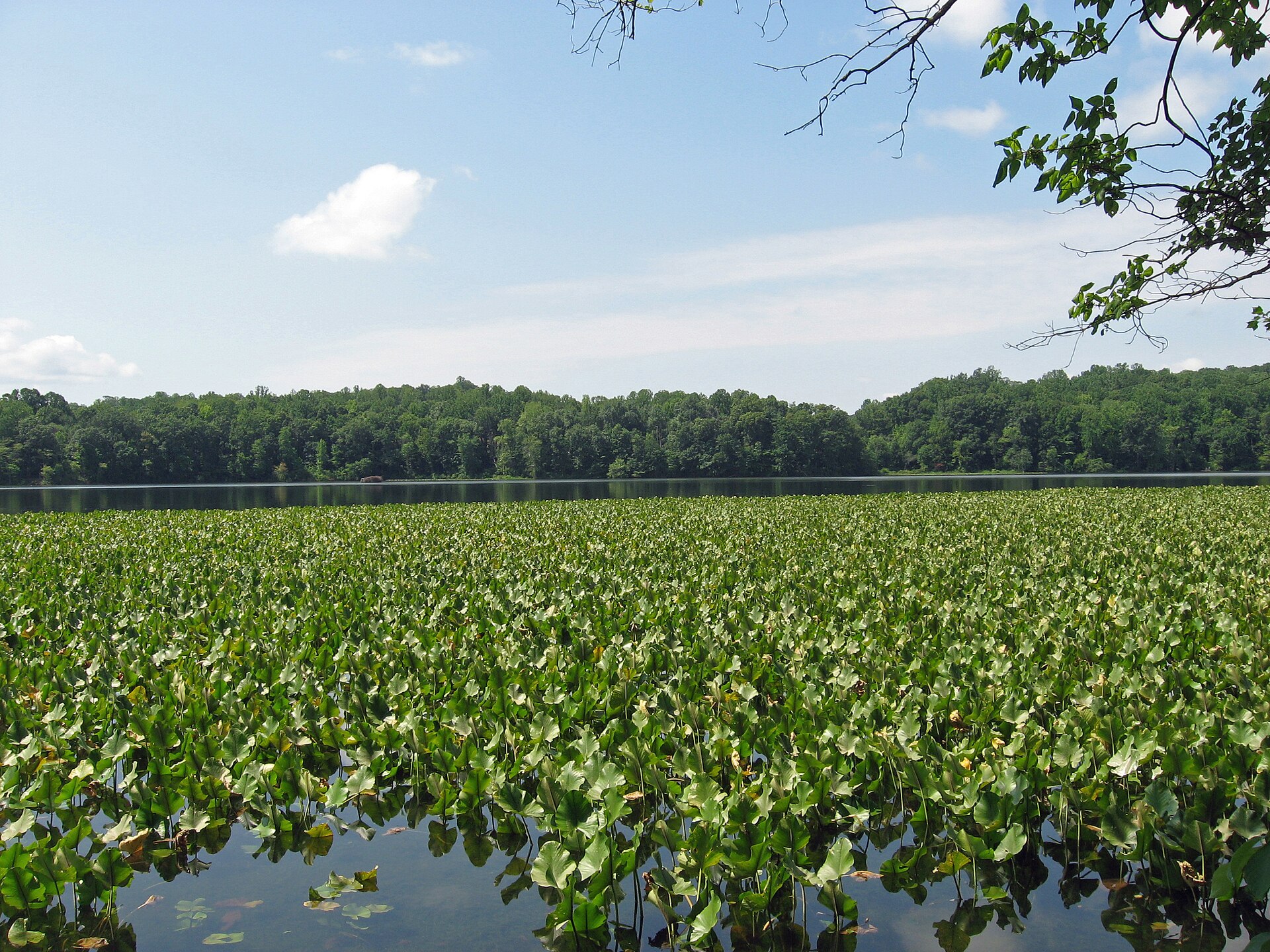 Powells Creek in Leesylvania State Park, Virginia, at its confluence with the Potomac River