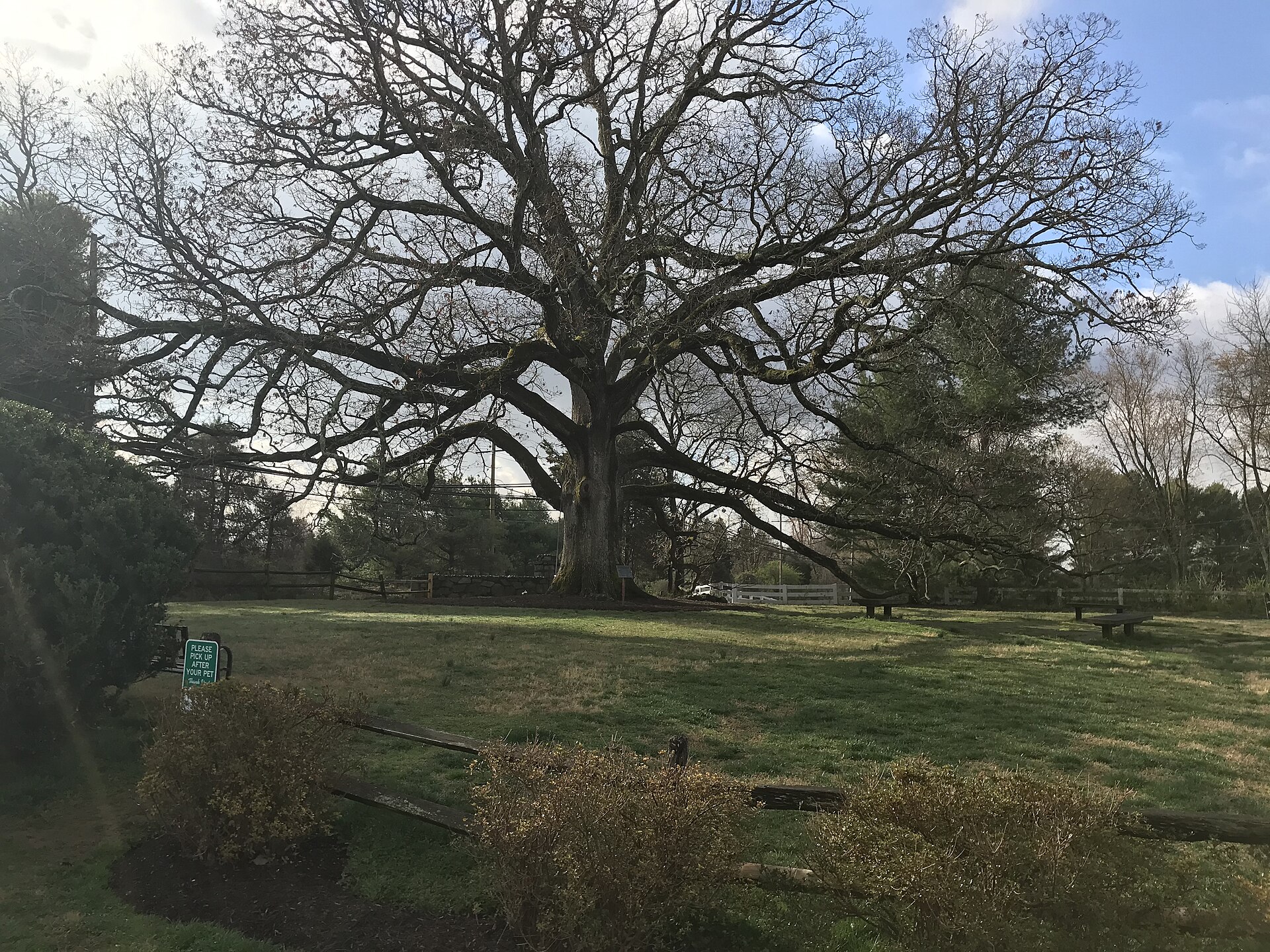 A large spreading oak tree in Travilah, Maryland.