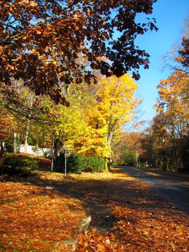 Residential street in Commack, New York in autumn
