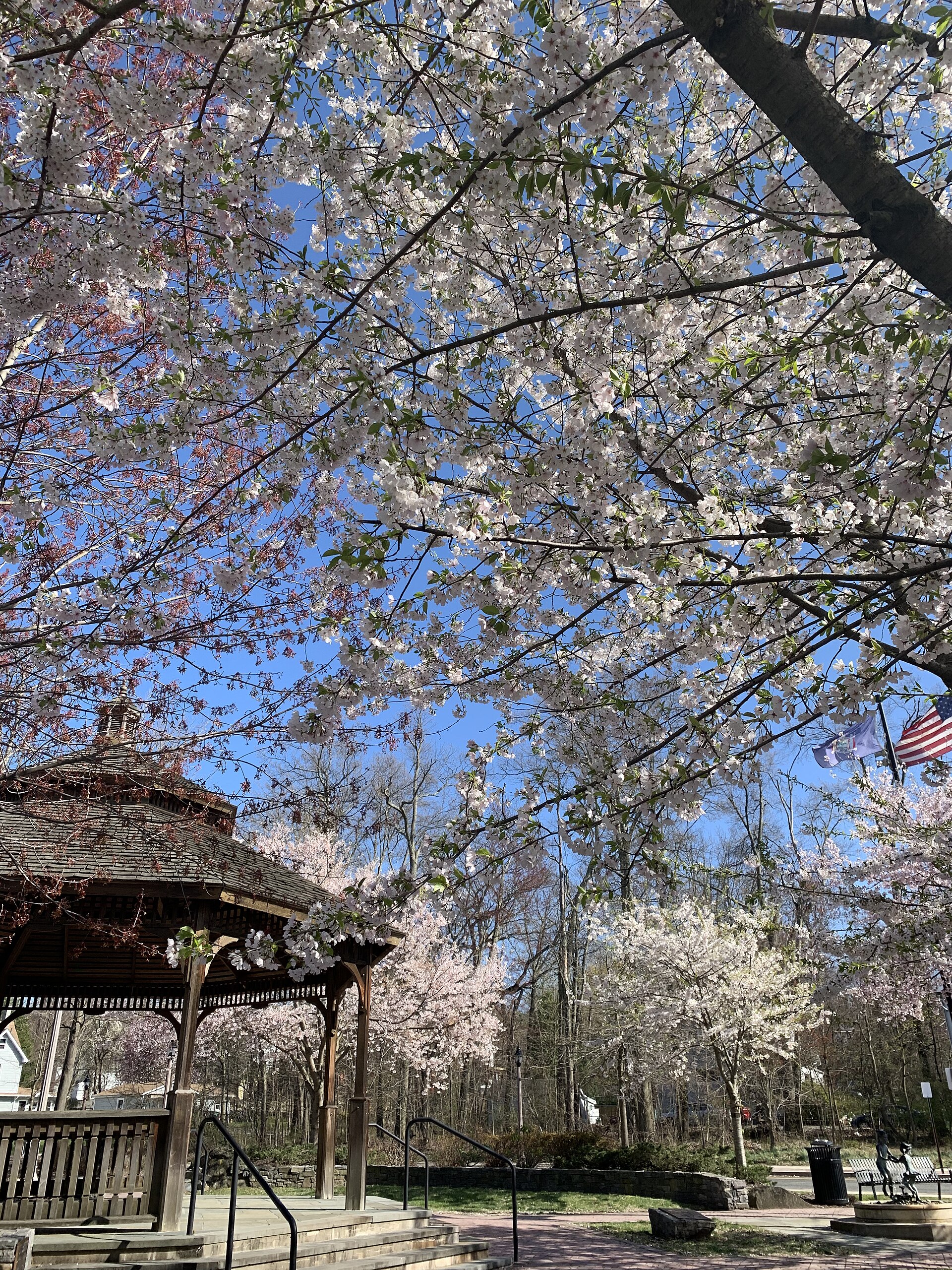 A white gazebo among trees with spring blossoms in Valley Cottage, New York.