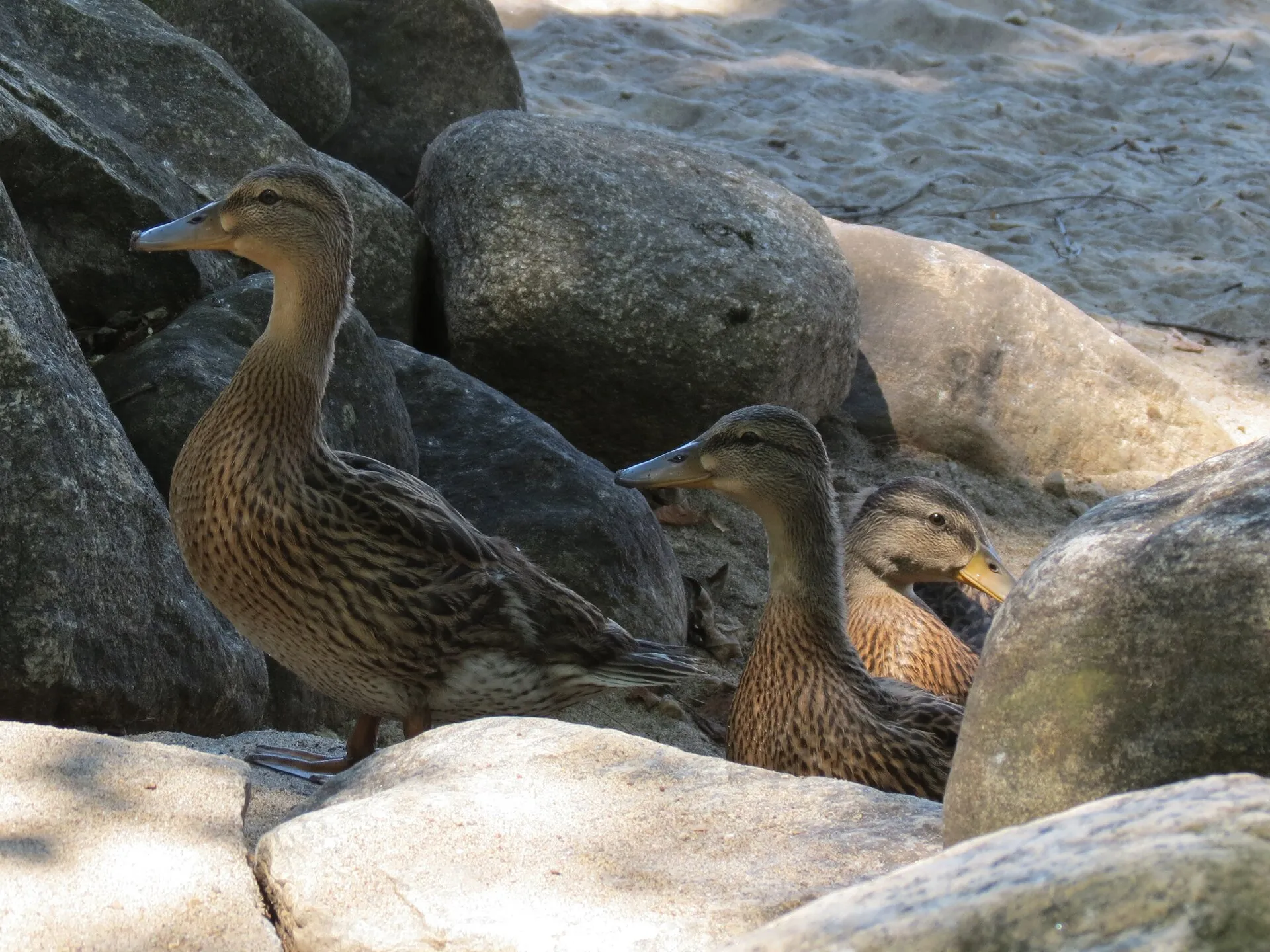 Ducks on the Great Sacandaga Lake, which borders the town of Edinburg
