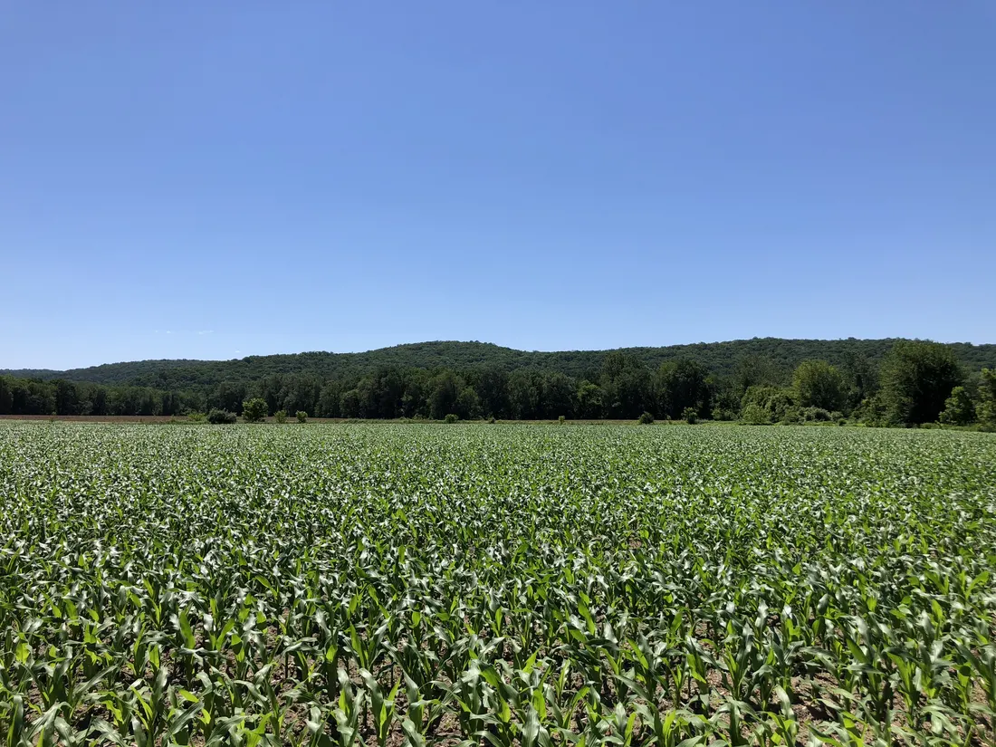 Corn field in early summer along Gibbs Road in Allamuchy Township, Warren County, New Jersey