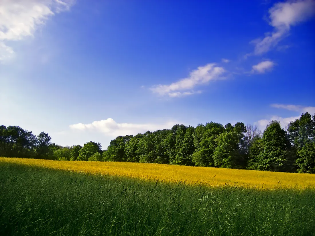 Meadow, Frelinghuysen Township, Warren County.