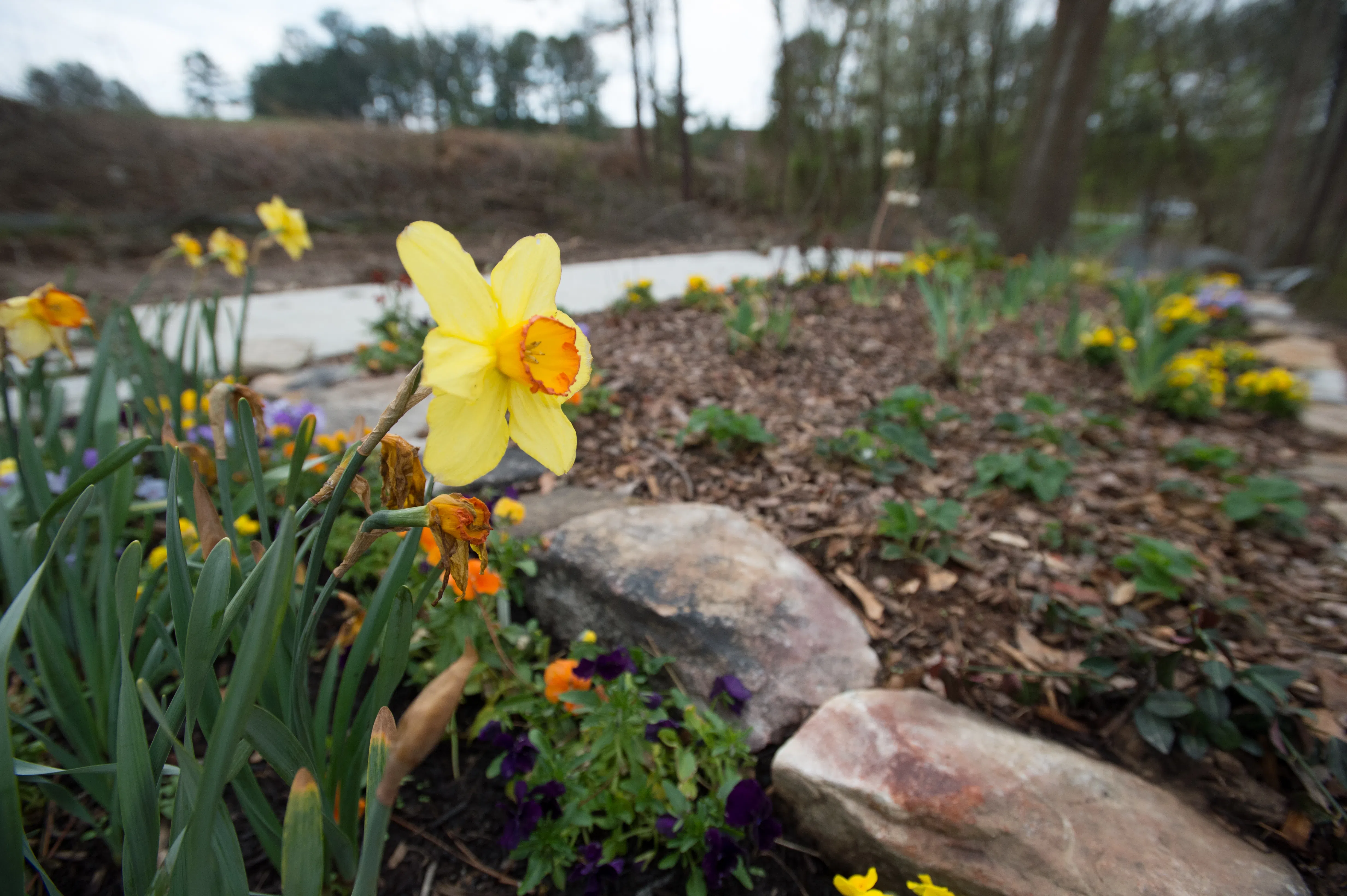 Decorative flowers at the Gwinnett Technical College Horticulture Program s Learning Garden in Lawrenceville GA on Friday Mar 20 2015 (20150320-OSEC-LSC-0580)