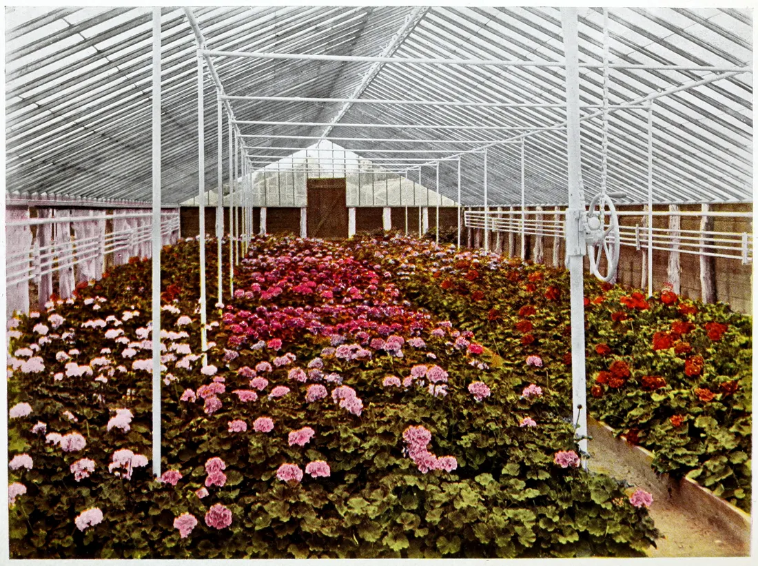 Colored photograph of the geranium trial greenhouse of R. Vincent, Jr., and Sons of White Marsh, Maryland