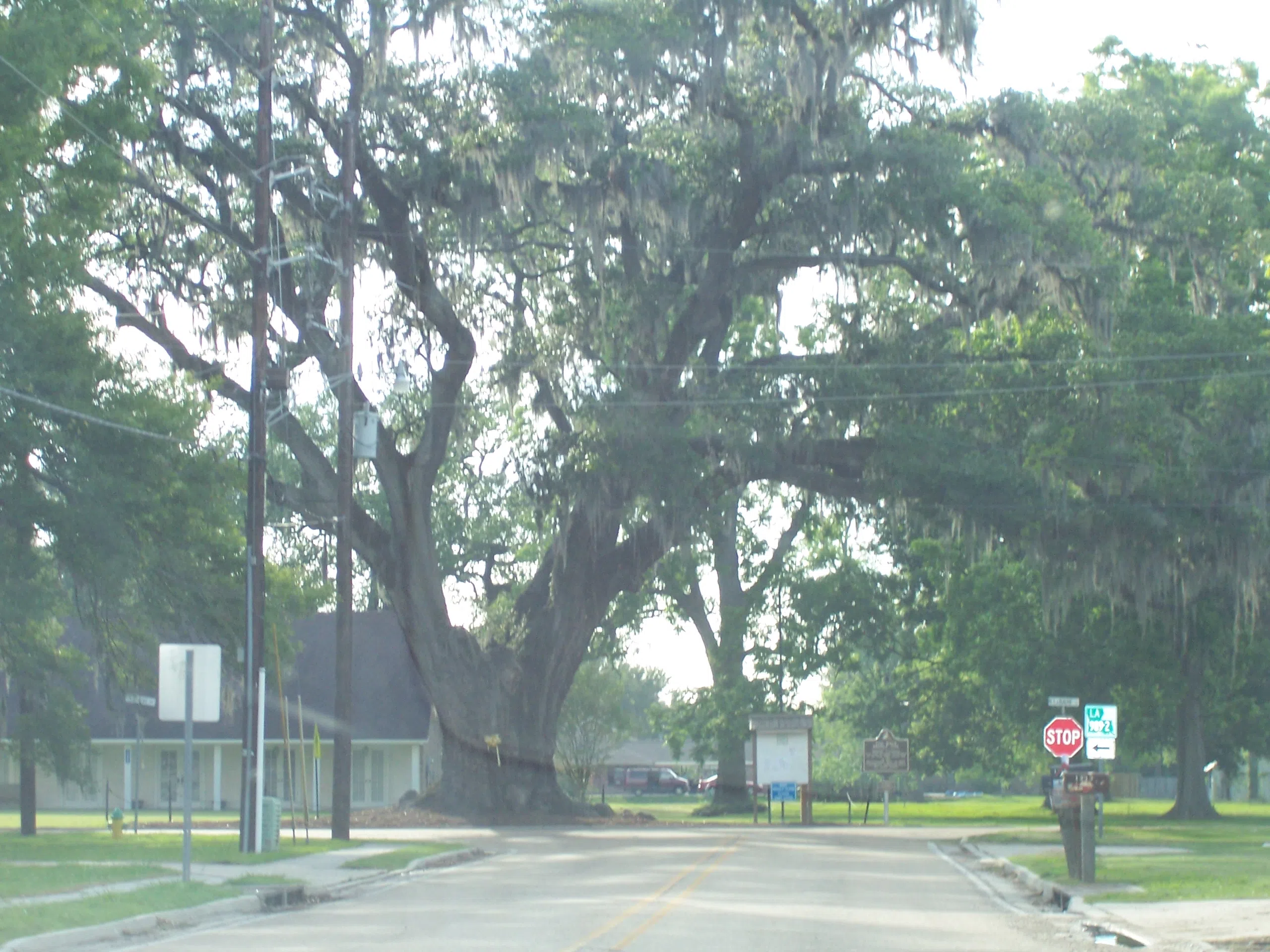 Landmark Brusly Oak in Brusly, Louisiana