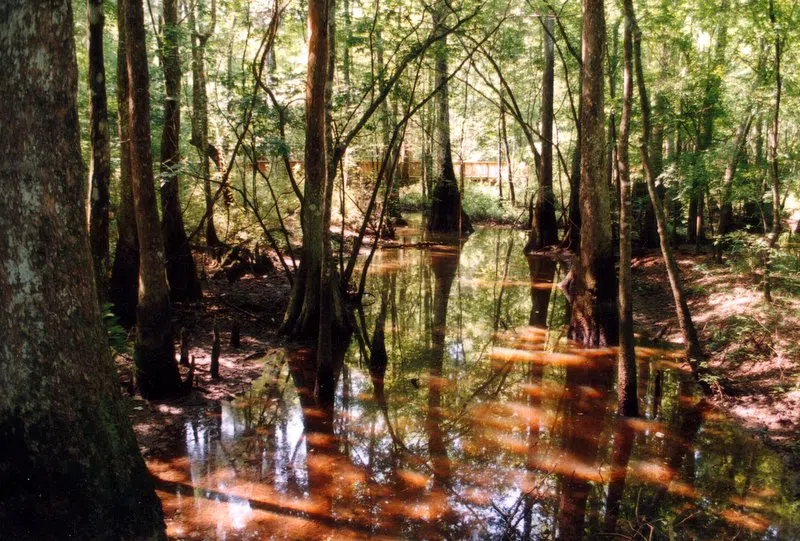 Tickfaw River swamp near Holden (Tickfaw State Park, Louisiana)