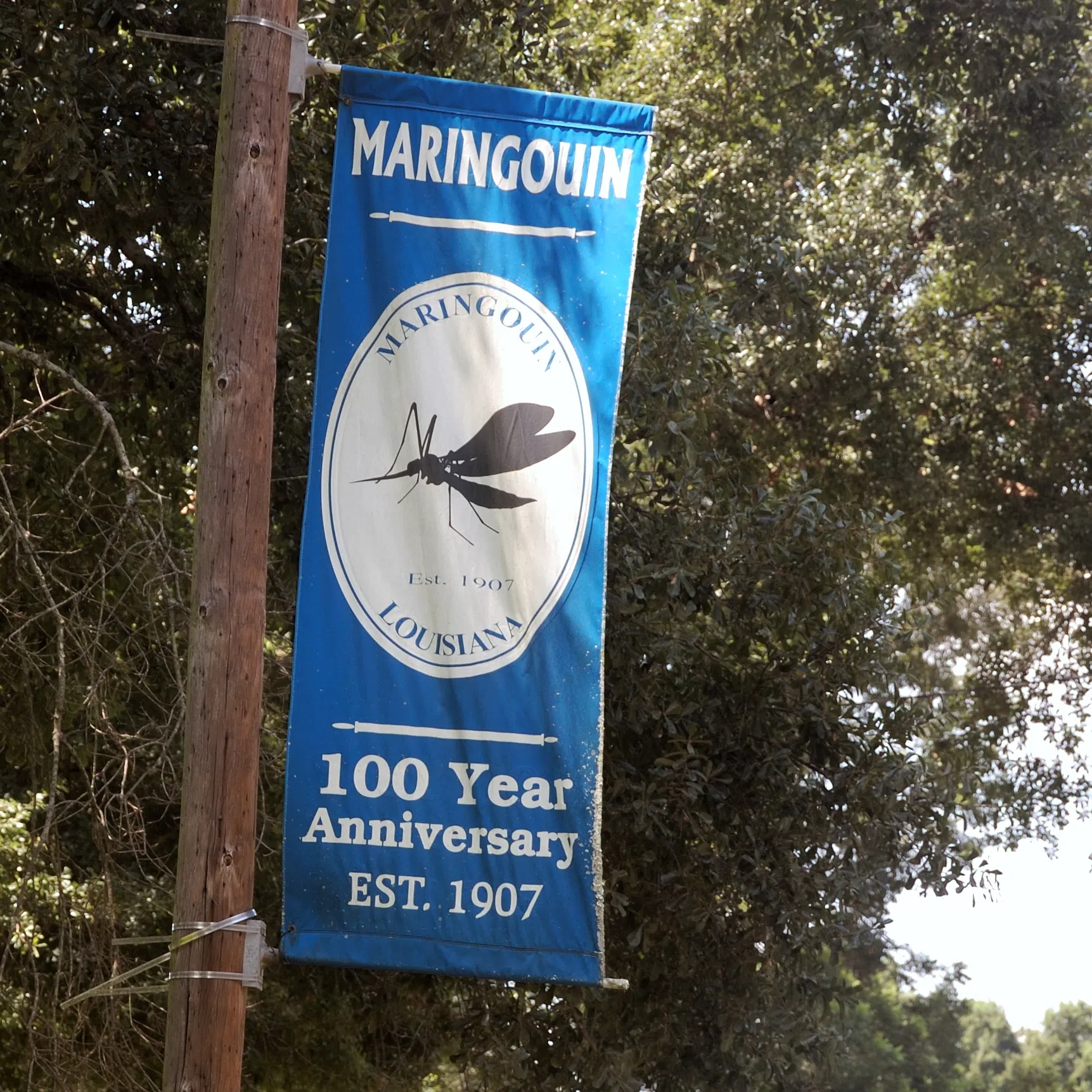Banner celebrating Maringouin's 100th anniversary (maringouin is French for "mosquito")