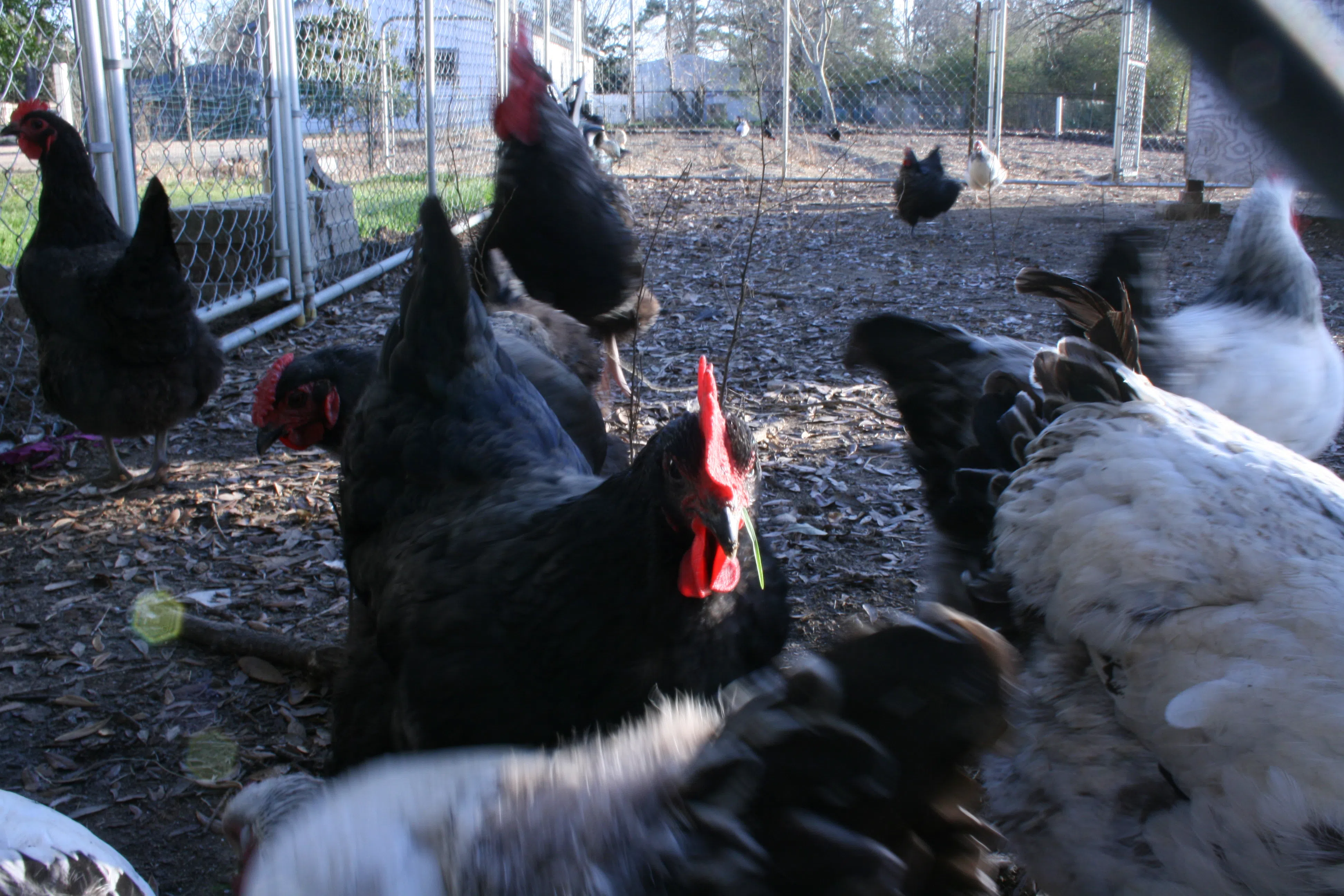 Chickens in Slaughter, Louisiana, February 2010