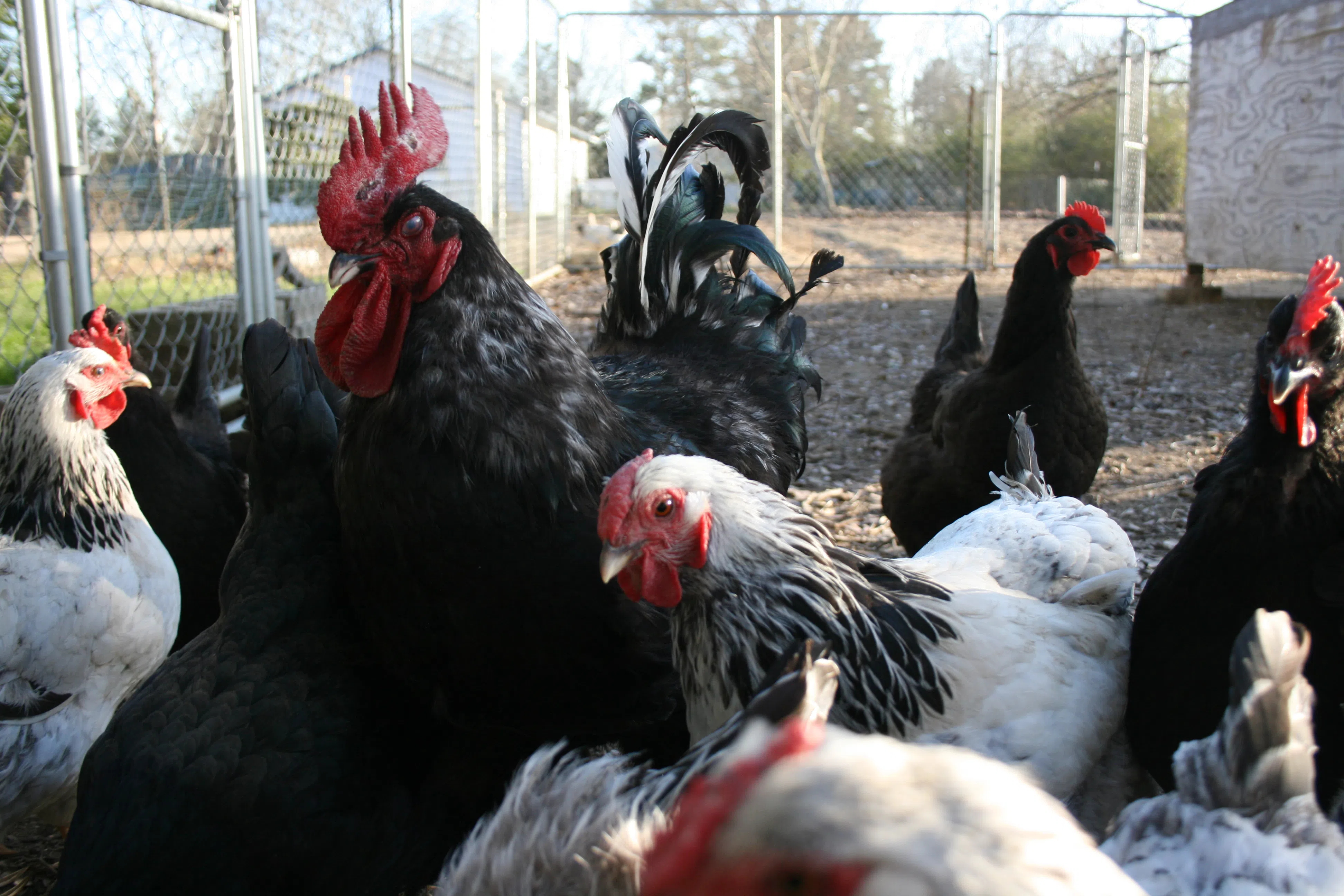 Chickens in Slaughter, Louisiana, February 2010