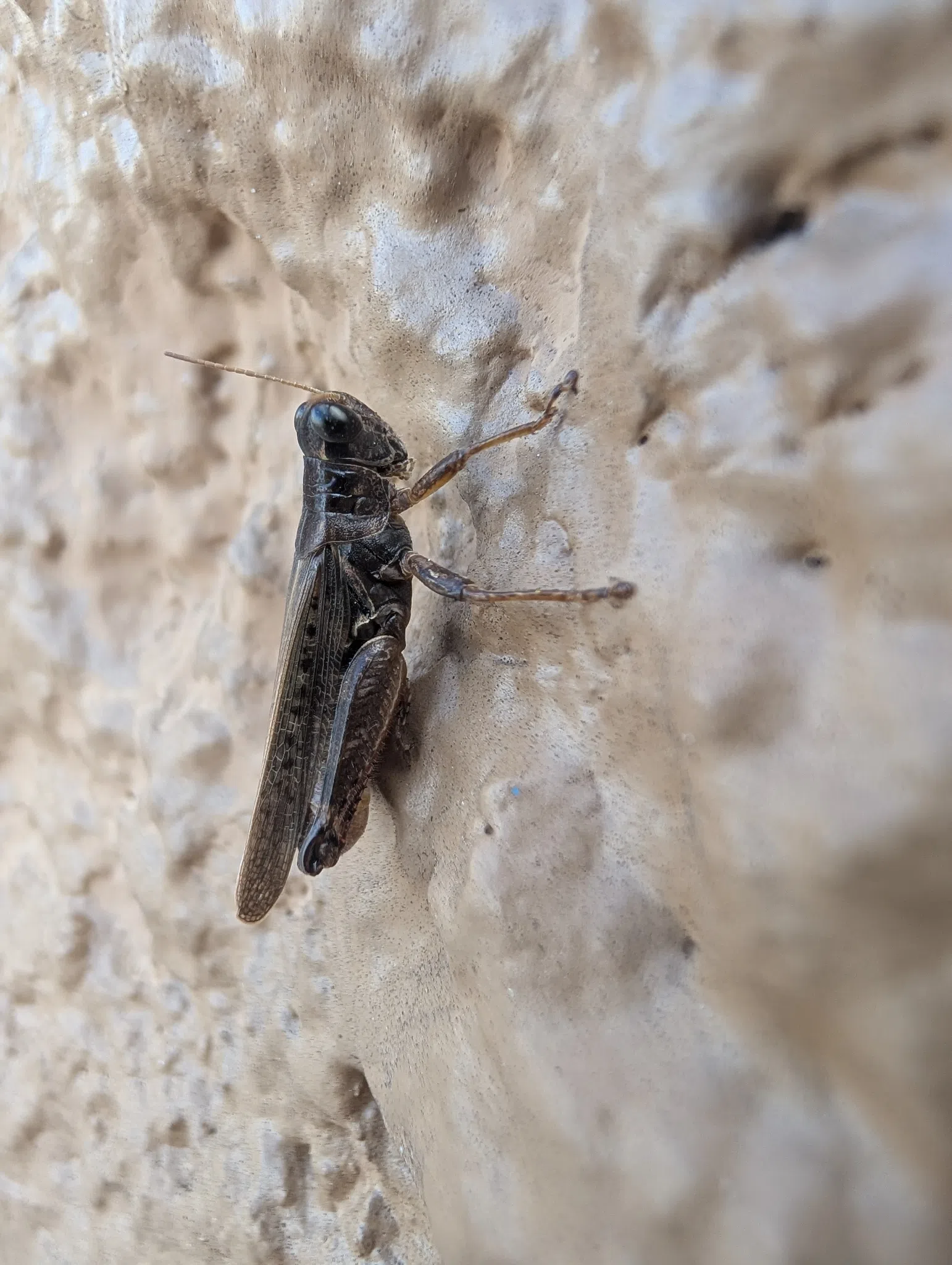 grasshopper on a store wall, photographed in Gardendale