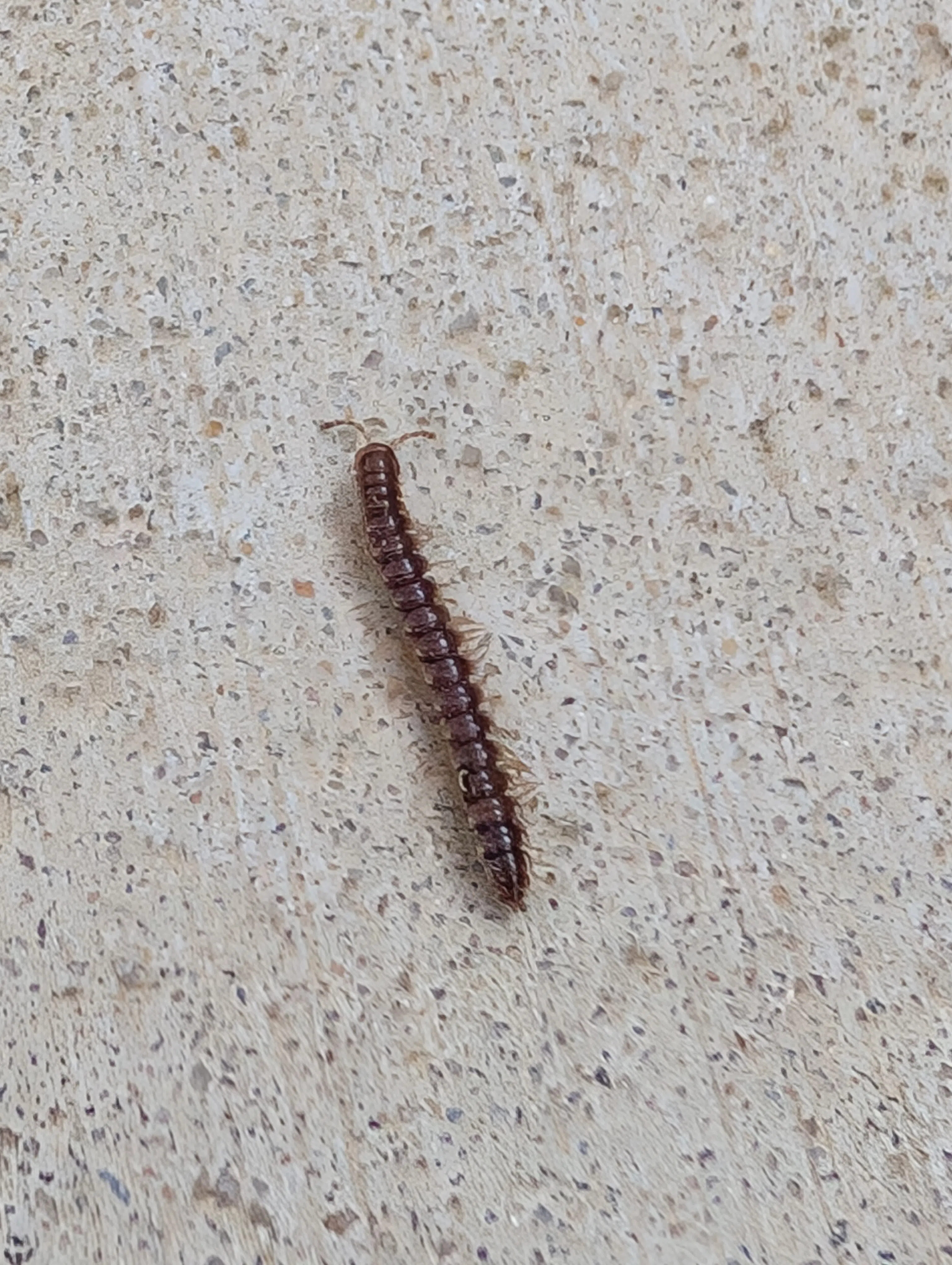 greenhouse millipede, photographed in Gardendale