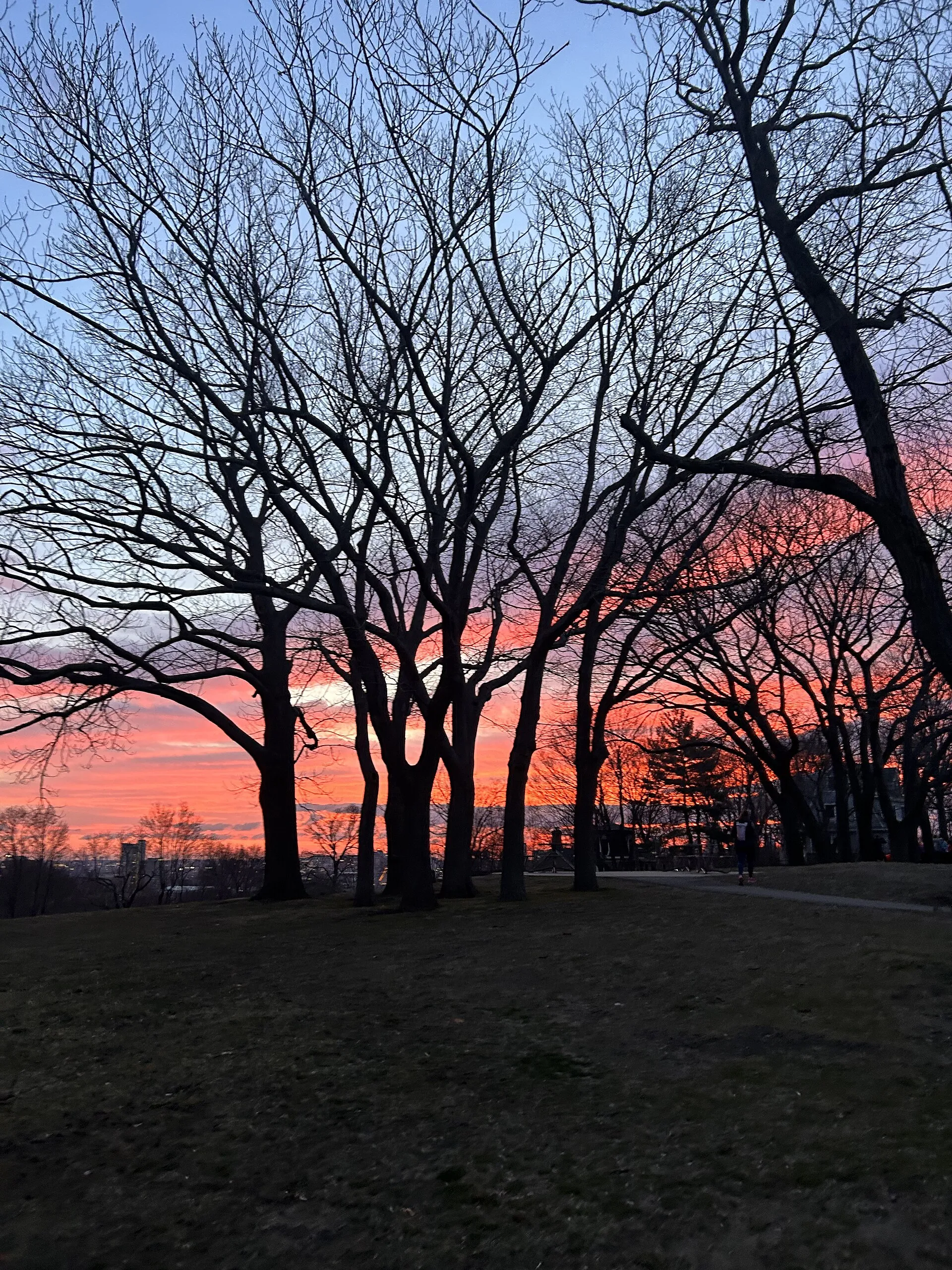 The northern parcel of Corey Hill Park. The Boston skyline can be seen in the background. Photograph by Emma Toms.