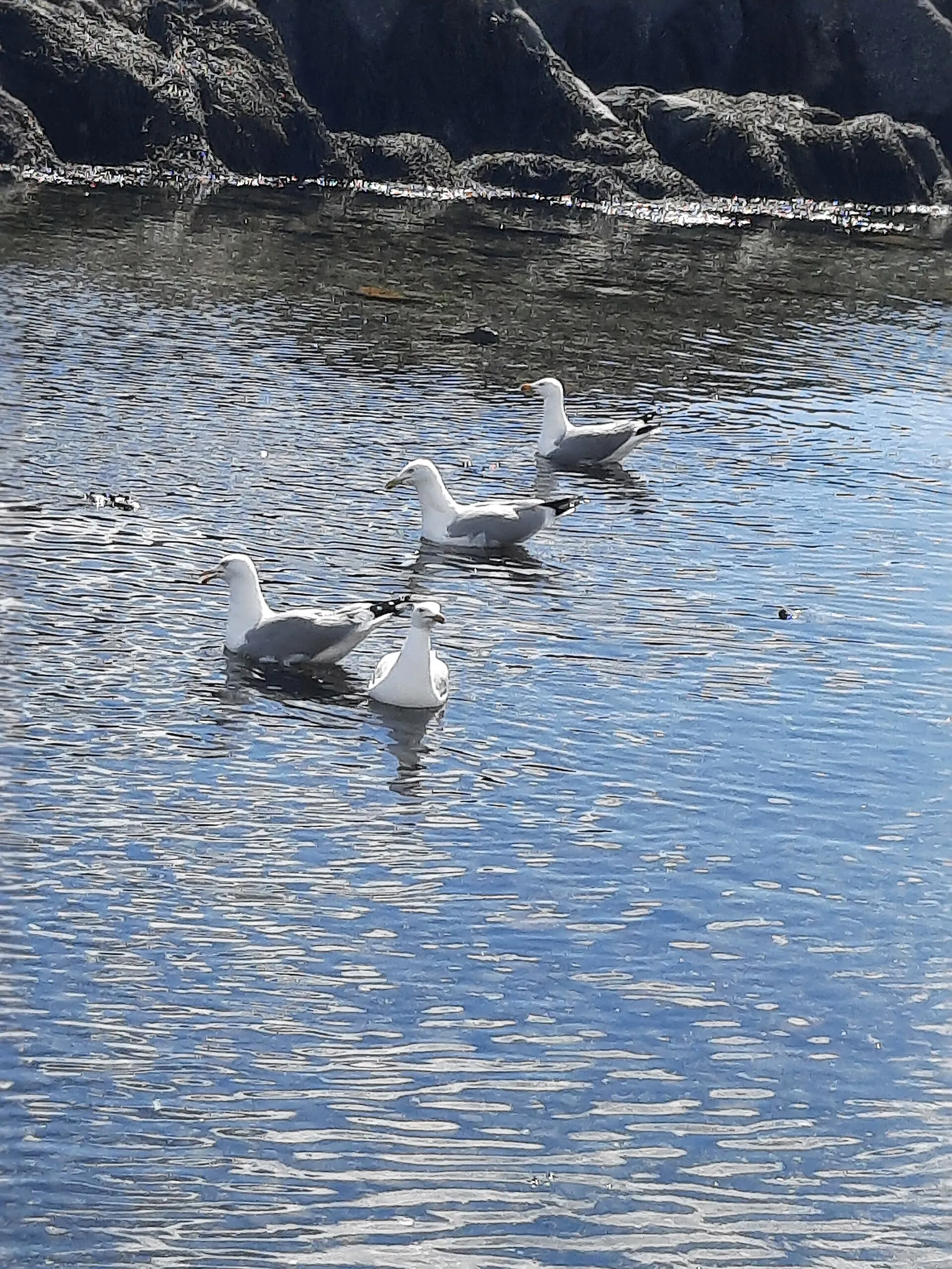 American Herring Gulls Marblehead Harbor Spring 2024