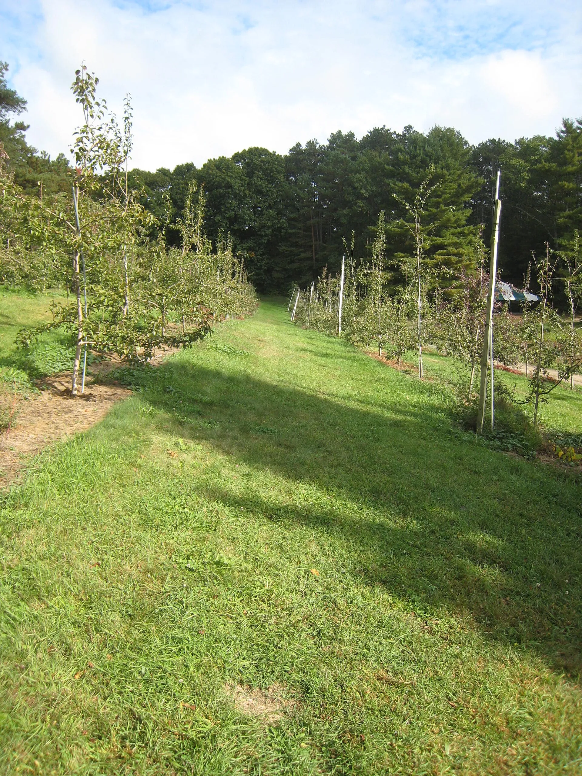 Orchard at Honey Pot Hill, MA.