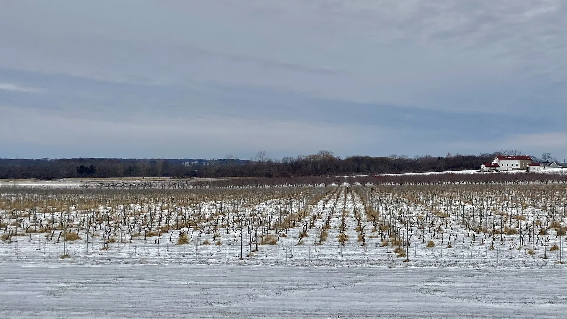 Arrowhead Spring Vineyard in winter