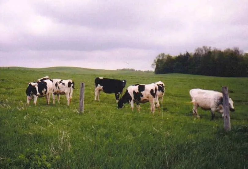 Dairy cows at Collins Center, 1999