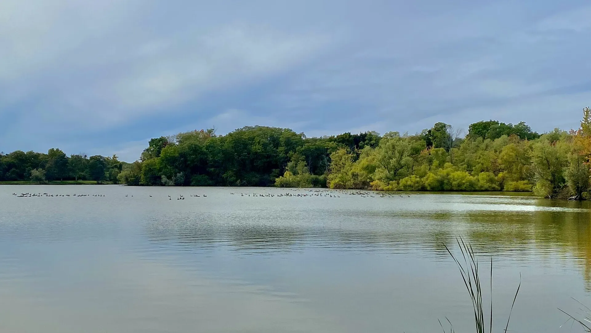 Geese at Bond Lake Park