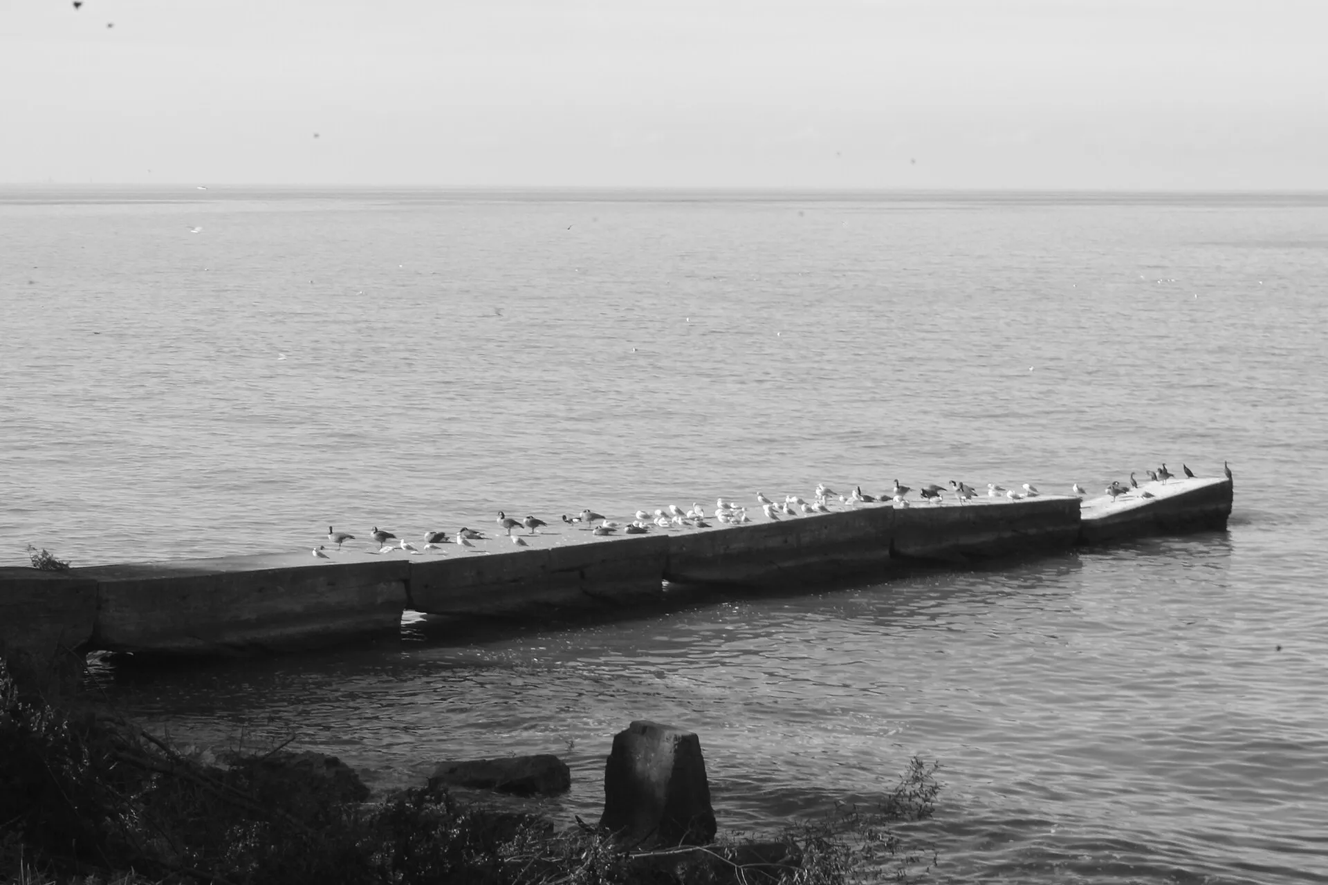 Olcott Pier