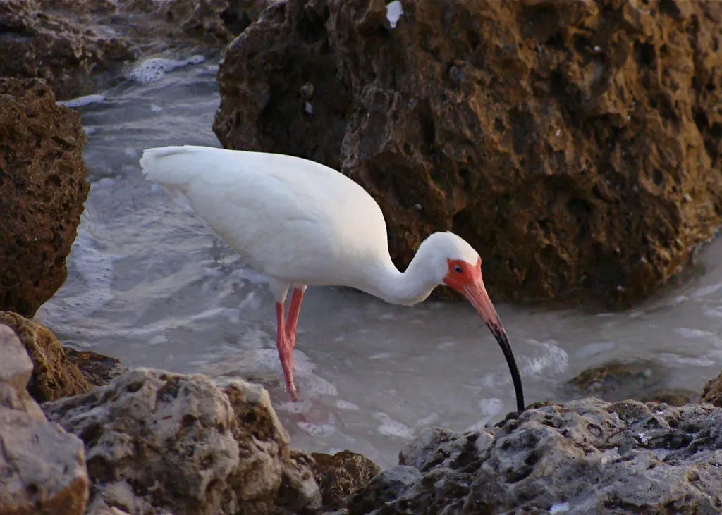 American white ibis foraging at Bonita Beach, Bonita Springs.