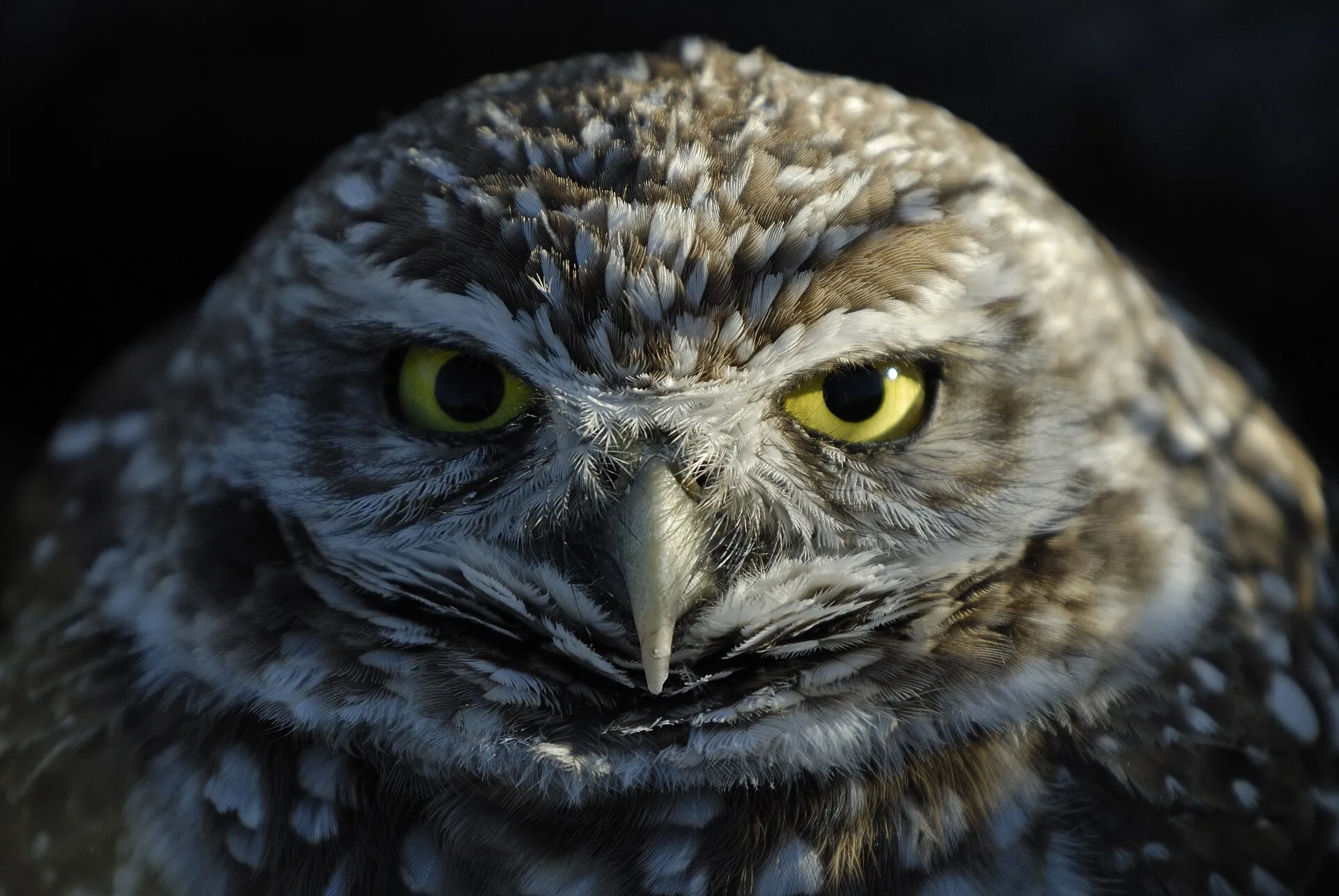 Burrowing owl at the Cape Coral Public Library; Cape Coral is famous for its burrowing owl population.