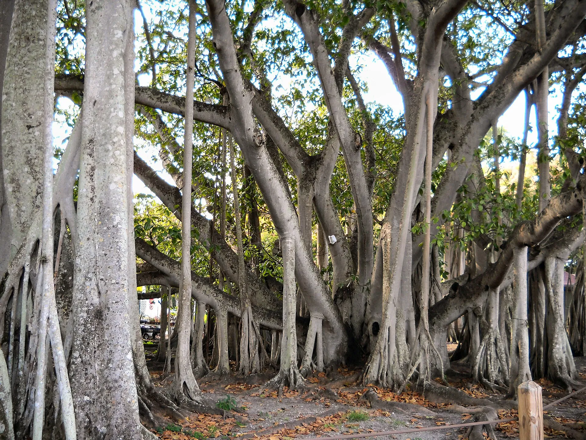 Banyan tree on the grounds of the Edison and Ford Winter Estates, Fort Myers.