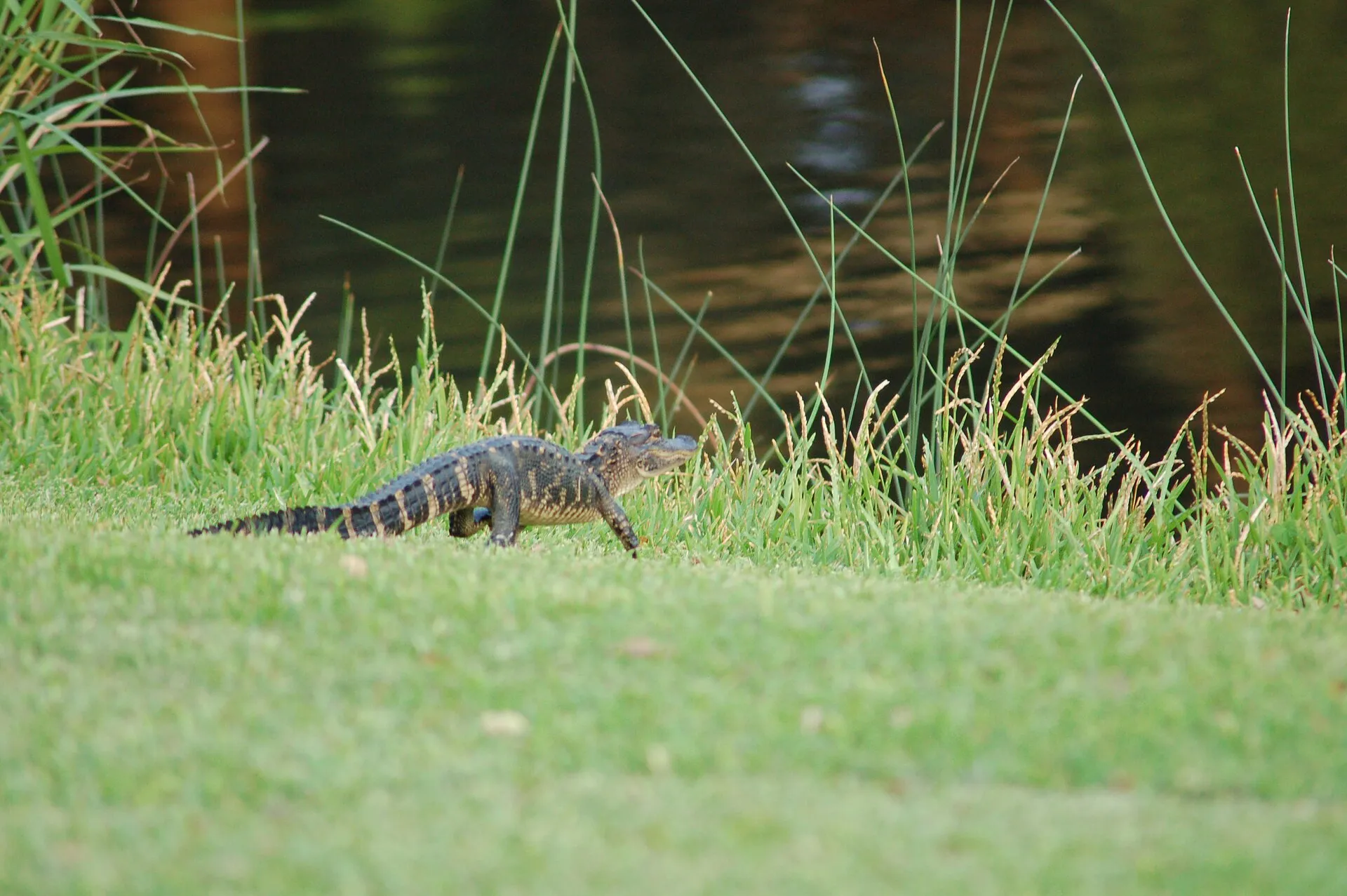 A baby alligator at the Kiawah Island Resort.