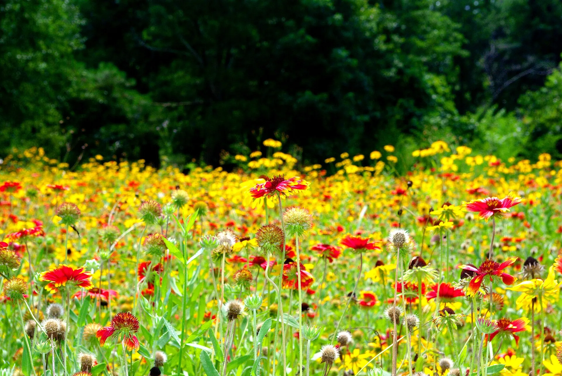 Wildflower field at Cypress Gardens, Moncks Corner.