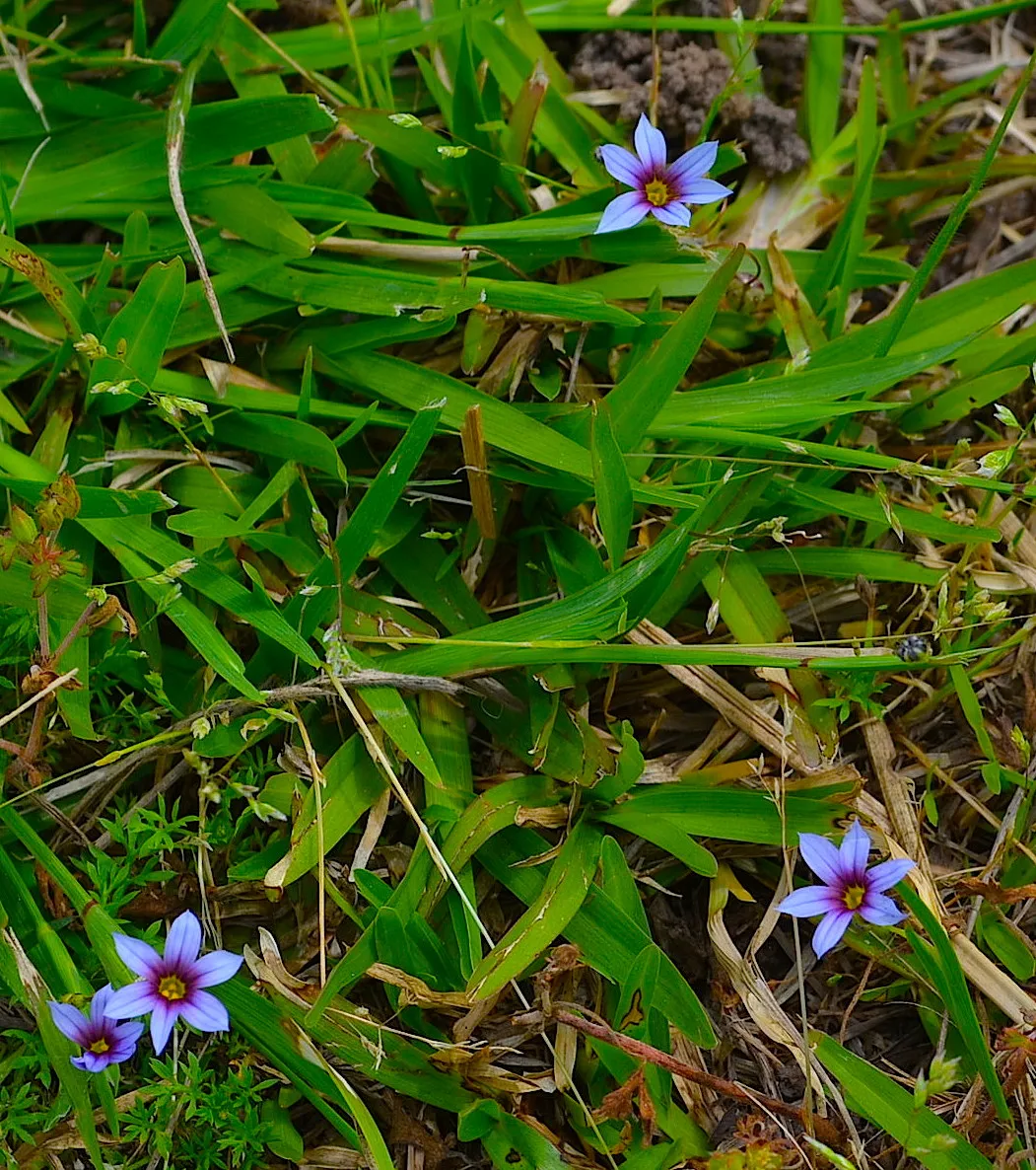 Wildflowers at the Caw Caw Interpretive Center, Ravenel.