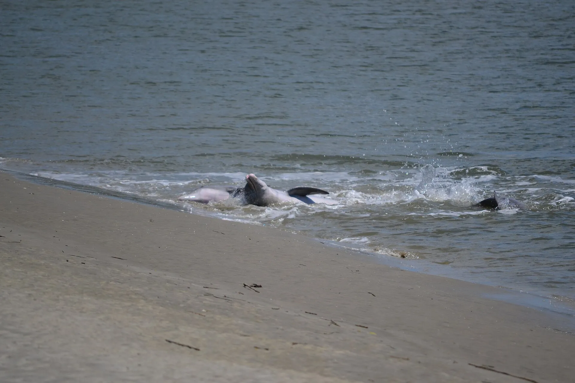 Dolphins off Seabrook Island.