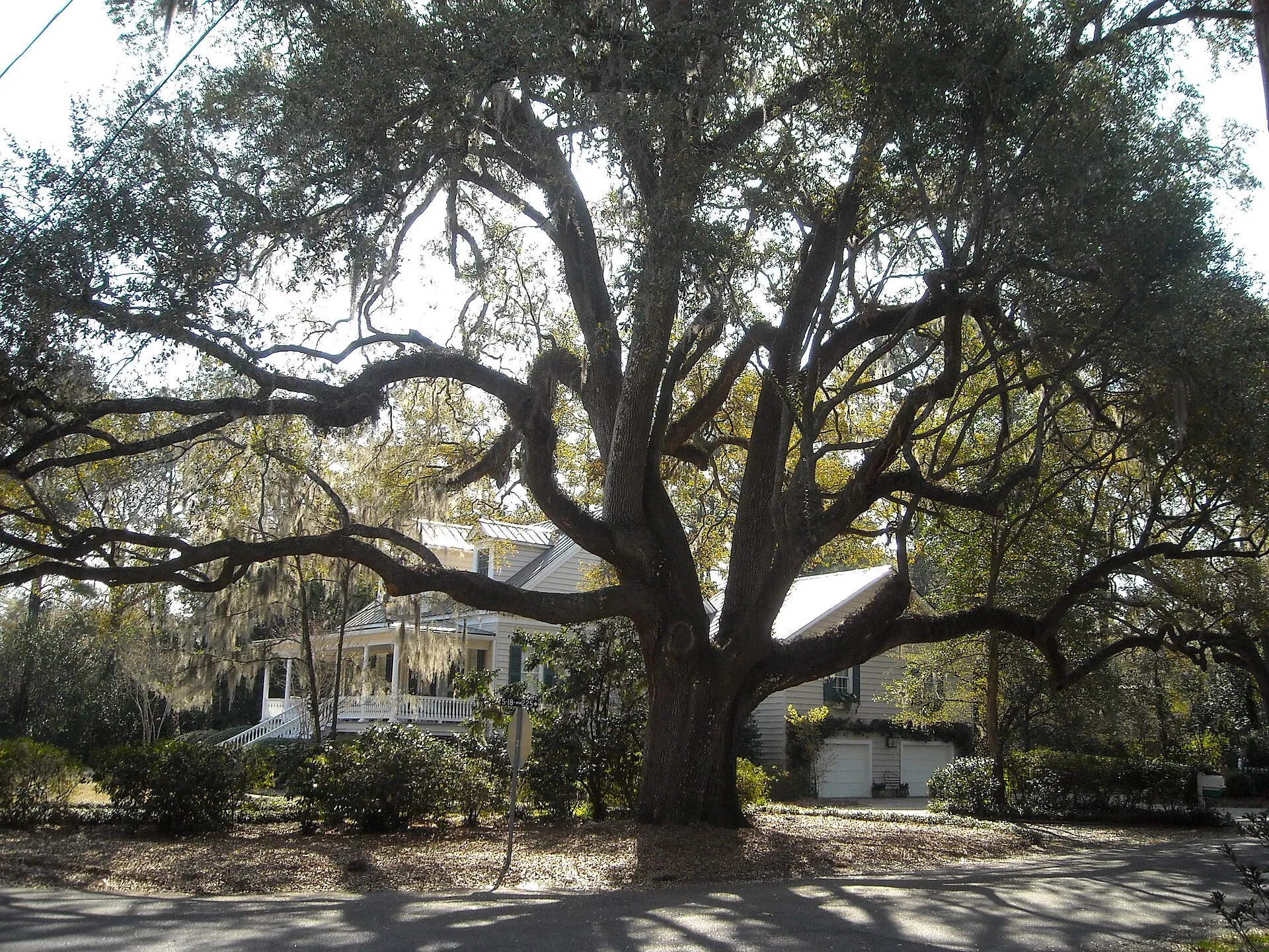 A massive live oak in Summerville, the 'Flower Town in the Pines.'