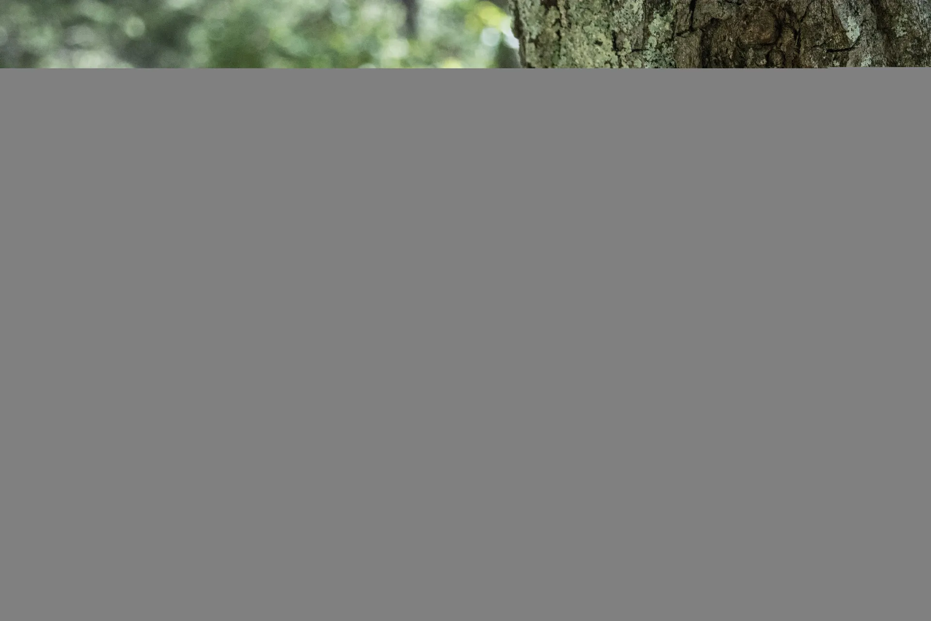 Nearby Dellview area: Crowders Mountain, United States