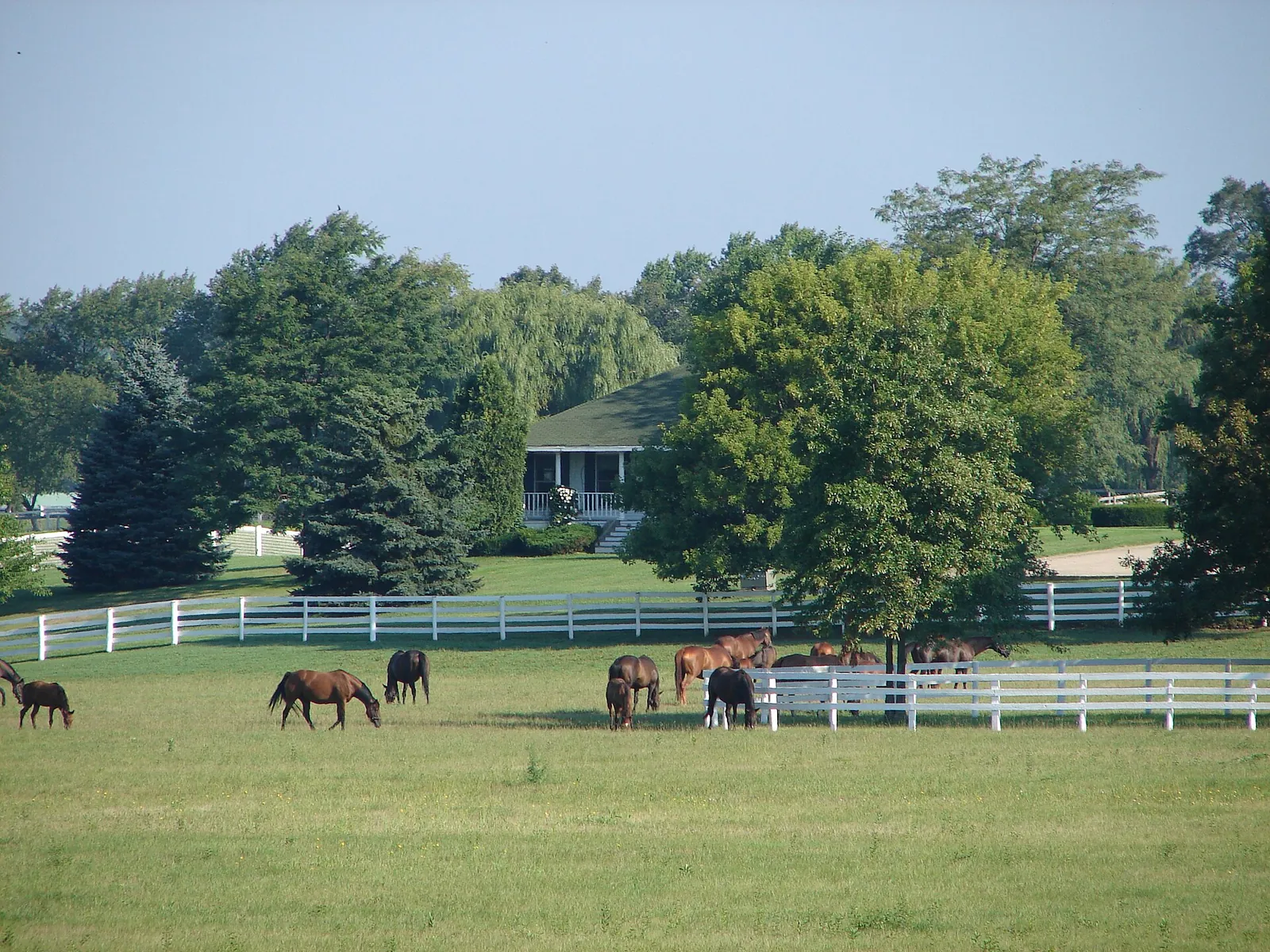 Horse farm in Barrington Hills, Illinois