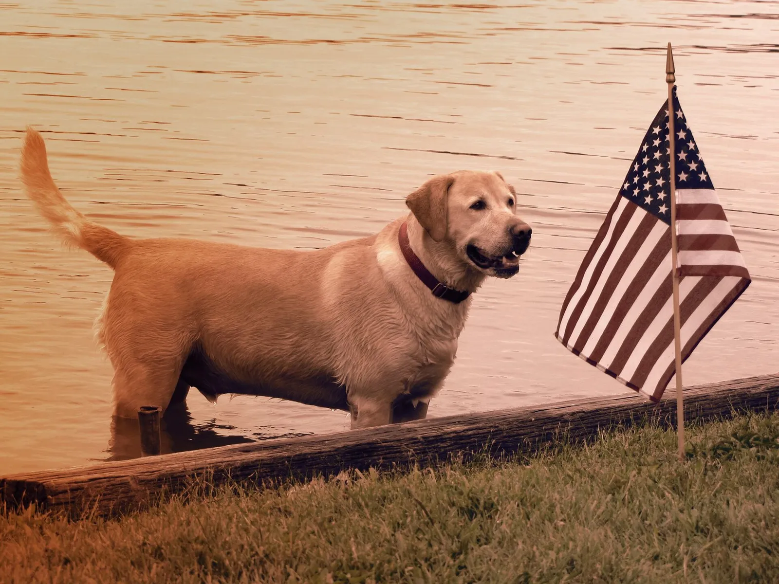 A yellow Labrador retriever standing in the lake near an American flag during Independence Day celebrations in northern Indiana