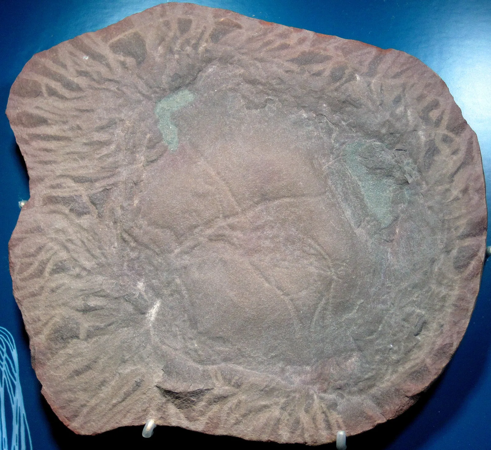 Anthracomedusa turnbulli Johnson & Richardson, 1968 fossil jellyfish from the Pennsylvanian of Illinois, USA (public display, FMNH PE 38977, Field Museum of Natural History, Chicago, Illinois, USA).