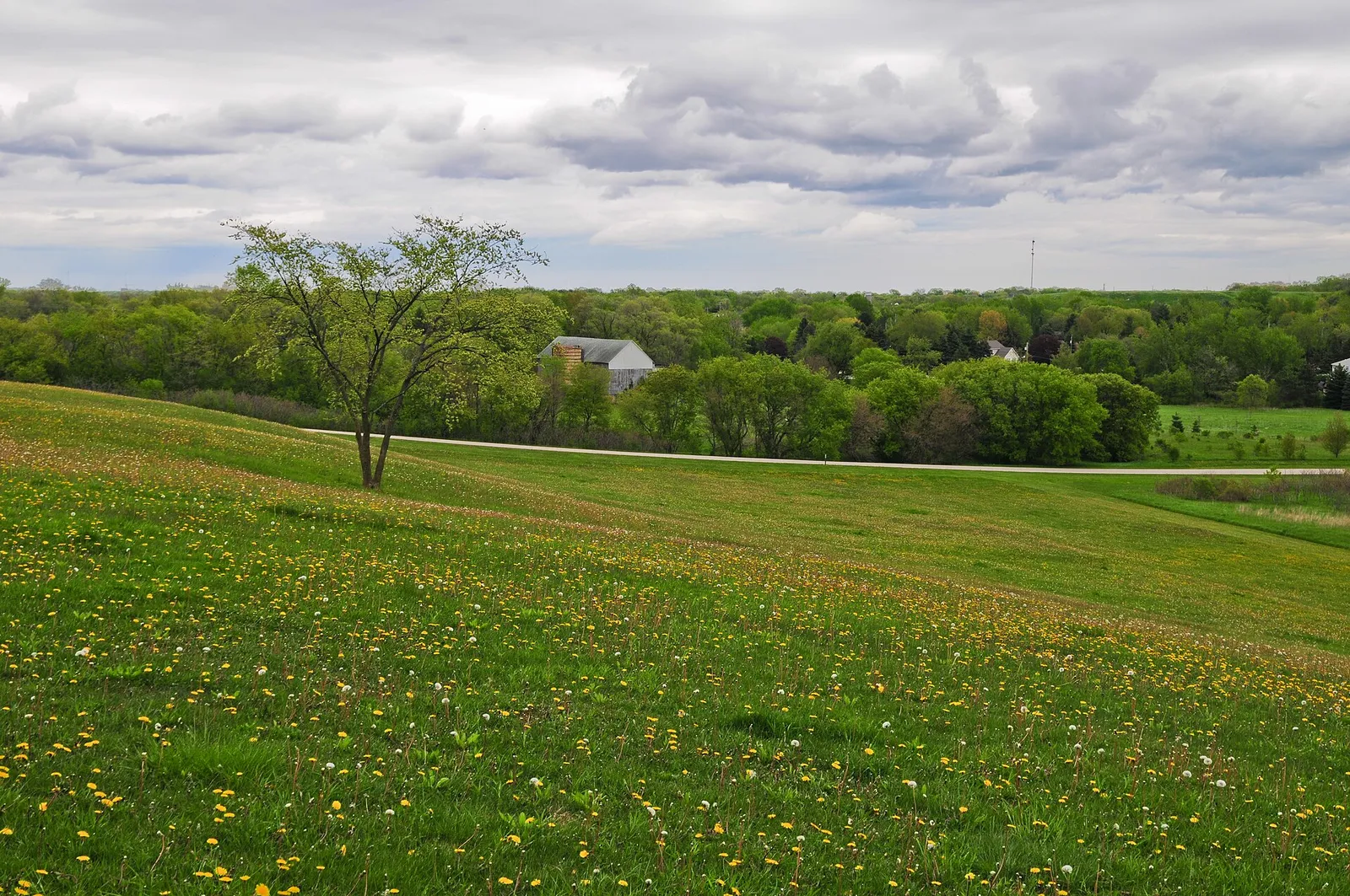 Open fields of dandelions near Minooka, Illinois