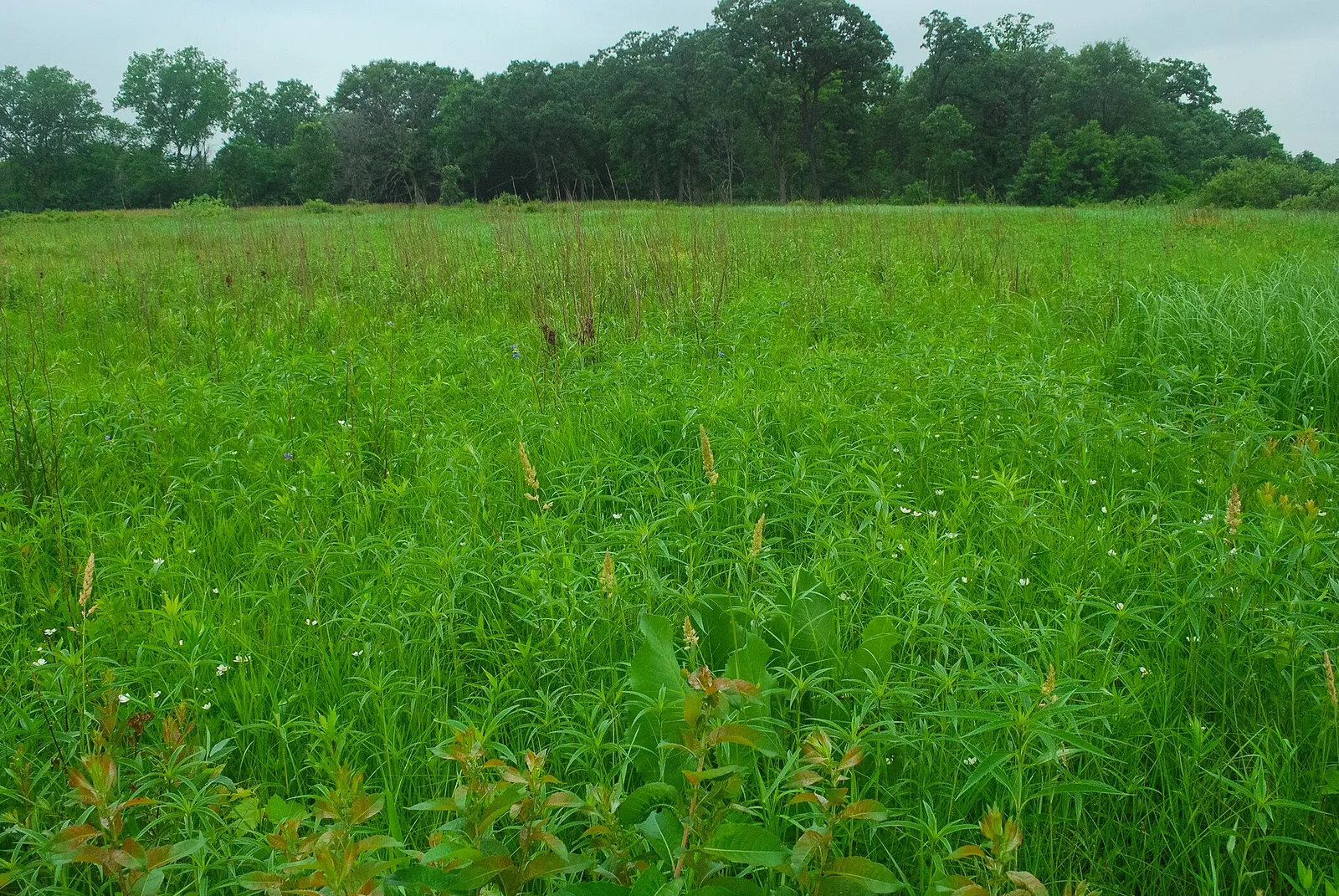 Newark Road Prairie