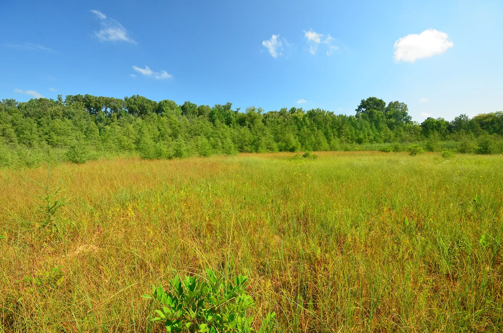 Silver Lake Bog, Wisconsin State Natural Area #62, Kenosha County (Salem area of Salem Lakes)