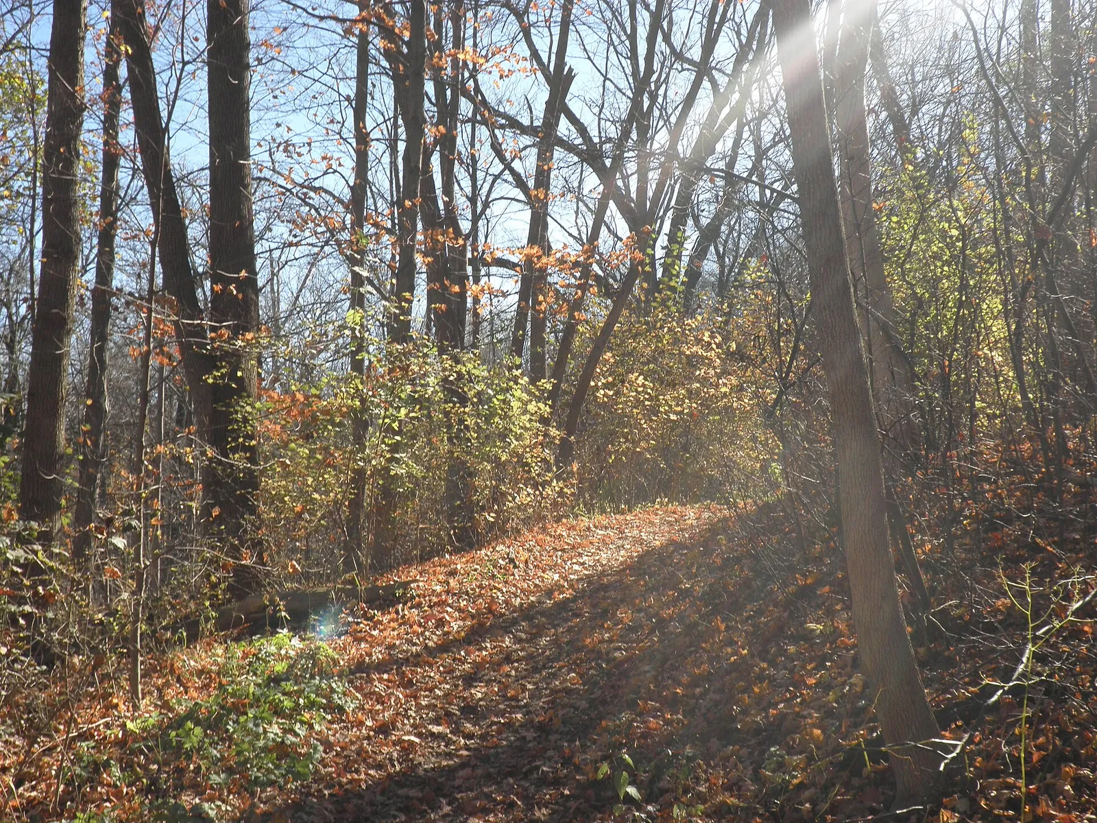 Autumn forest scene in Petrifying Springs Park, Kenosha County (Greater Somers area)